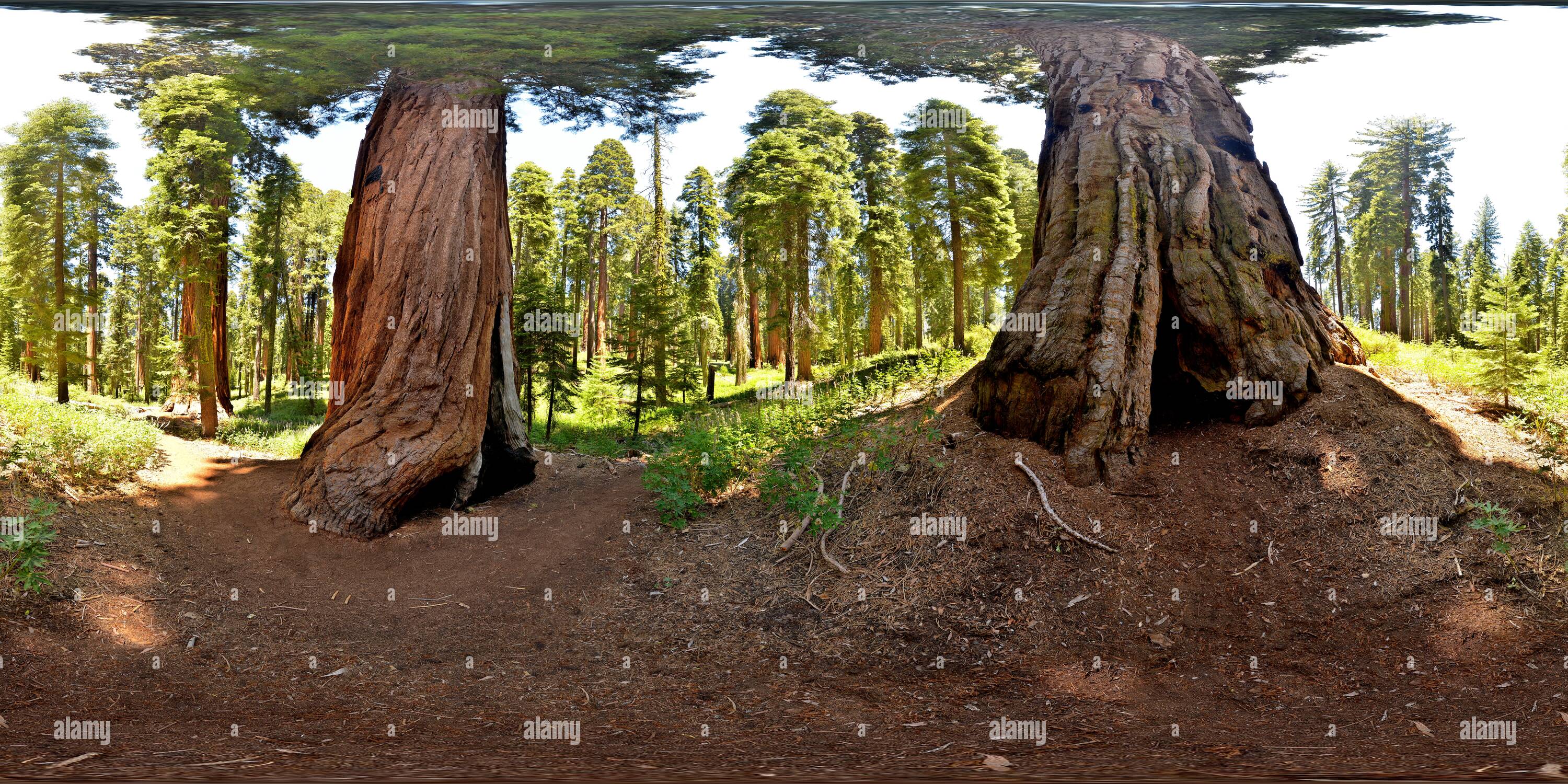 360 Grad Panorama Ansicht von Yosimite gigantischen Sequoia Bäumen in der Nähe des Museums