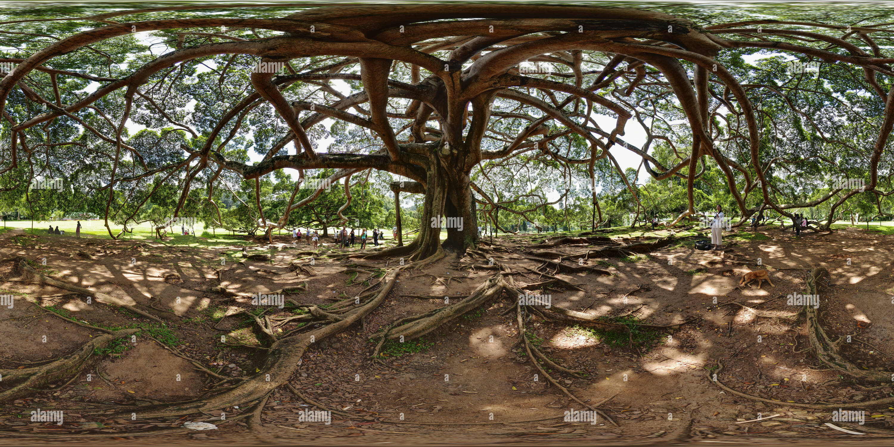 360 Grad Panorama Ansicht von Giant Java Feigenbaum in Peradeniya Royal Botanical Gardens in der Nähe von Kandy