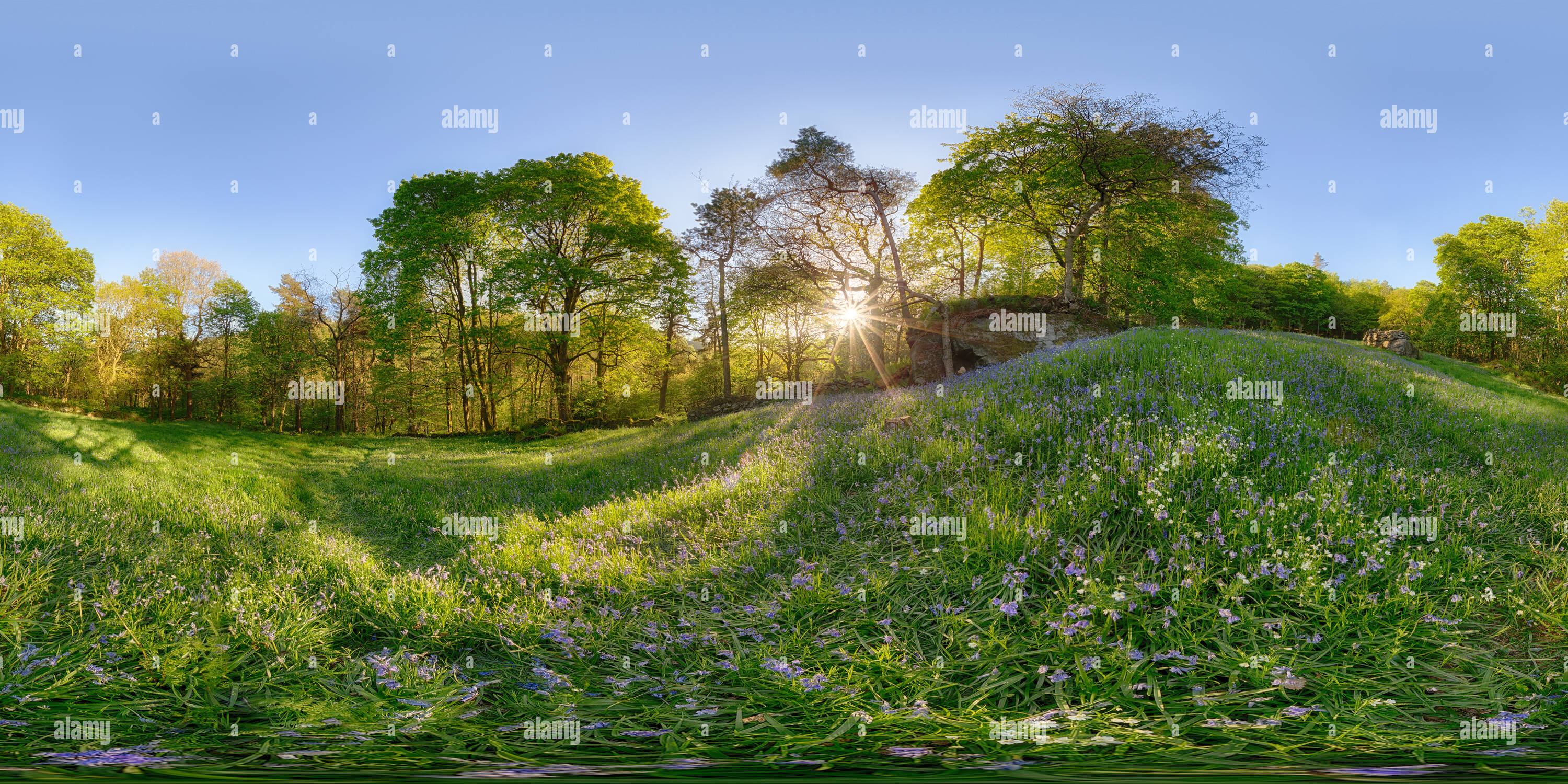 360 Grad Panorama Ansicht von Bluebells in der Abendsonne, Hardcastle Crags, in der Nähe von Halifax