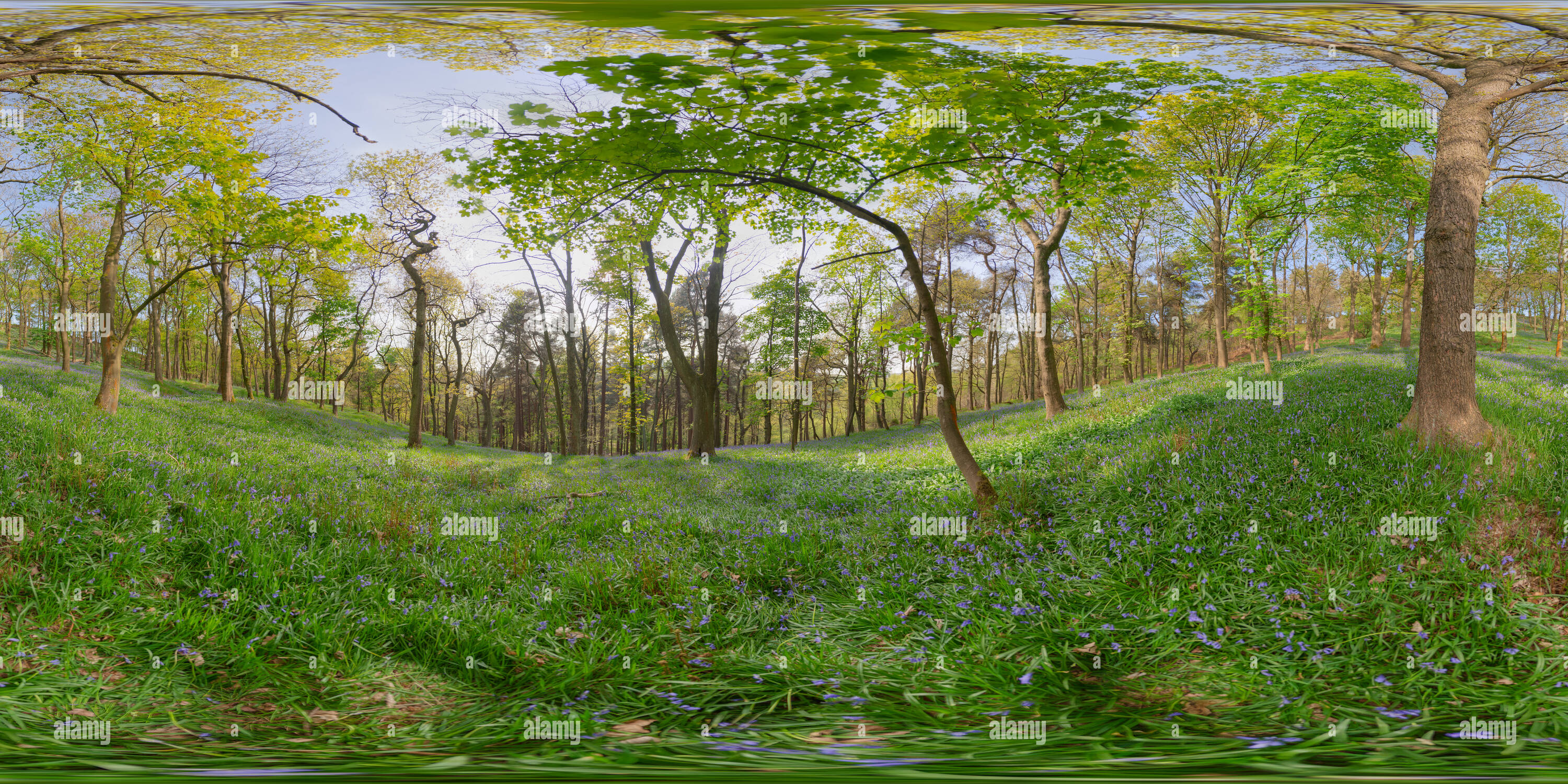 360 Grad Panorama Ansicht von Bluebells in Hardcastle Crags, Mai 2007