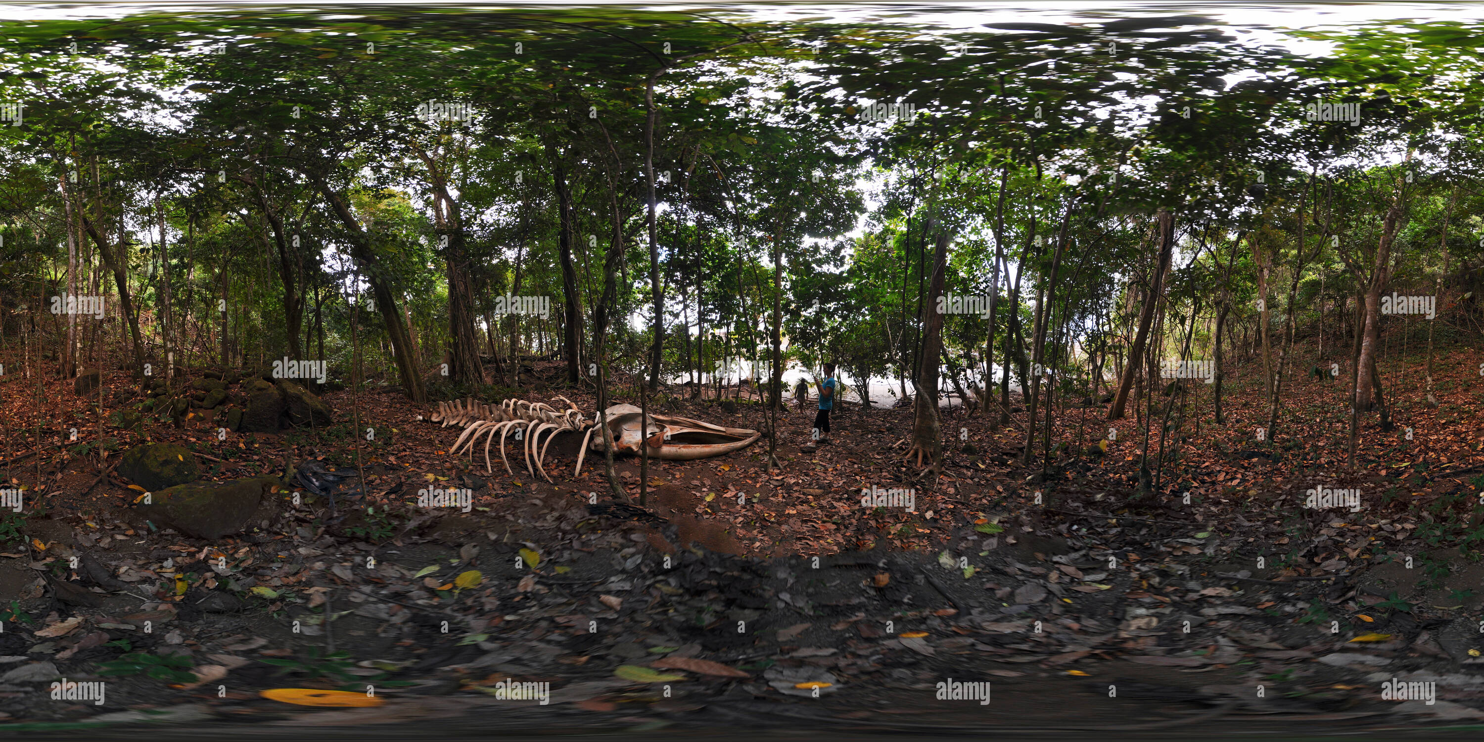 360 Grad Panorama Ansicht von Corcovado Nationalpark 07.