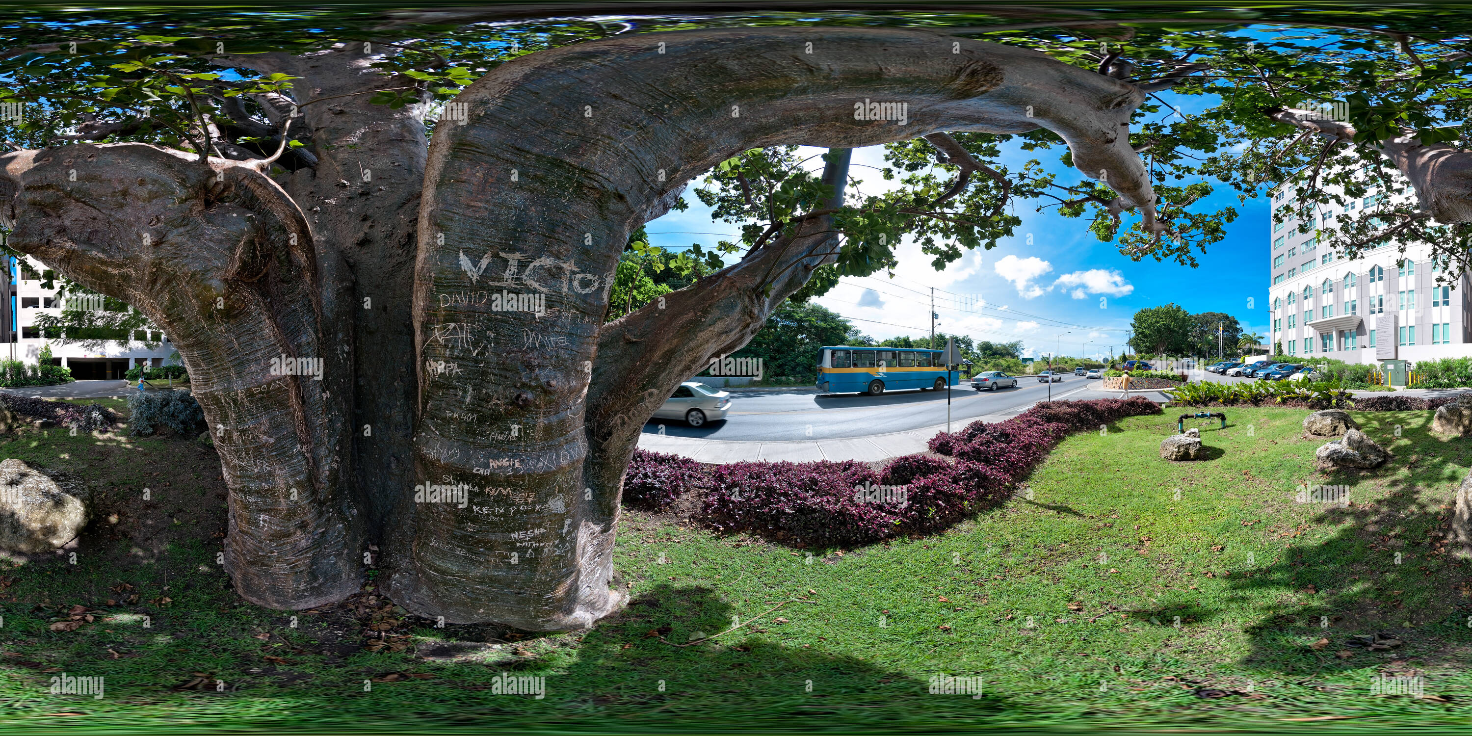 360 Grad Panorama Ansicht von Baobab Baum mit Mosaik Wand neue