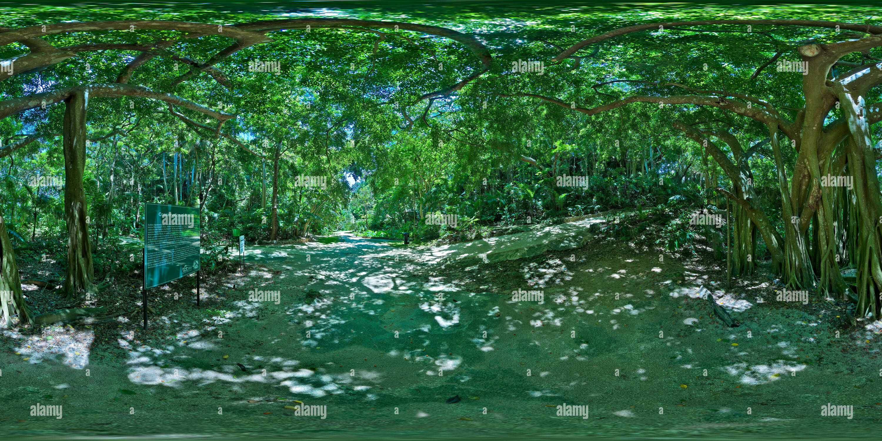 360 Grad Panorama Ansicht von Welchman Hall Gully neben großen Baum