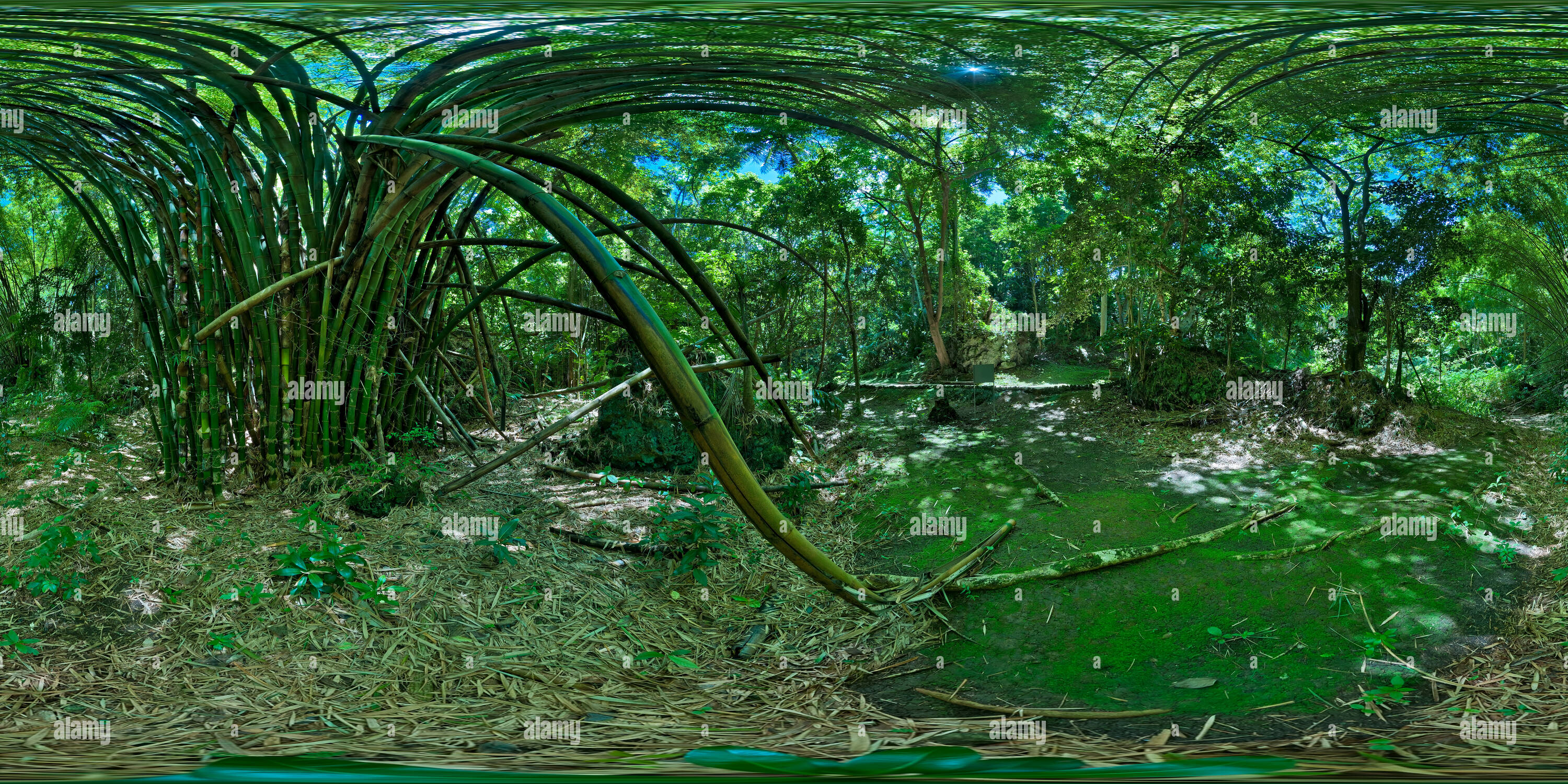 360 Grad Panorama Ansicht von Welchman Hall Gully unter Bambus Baum