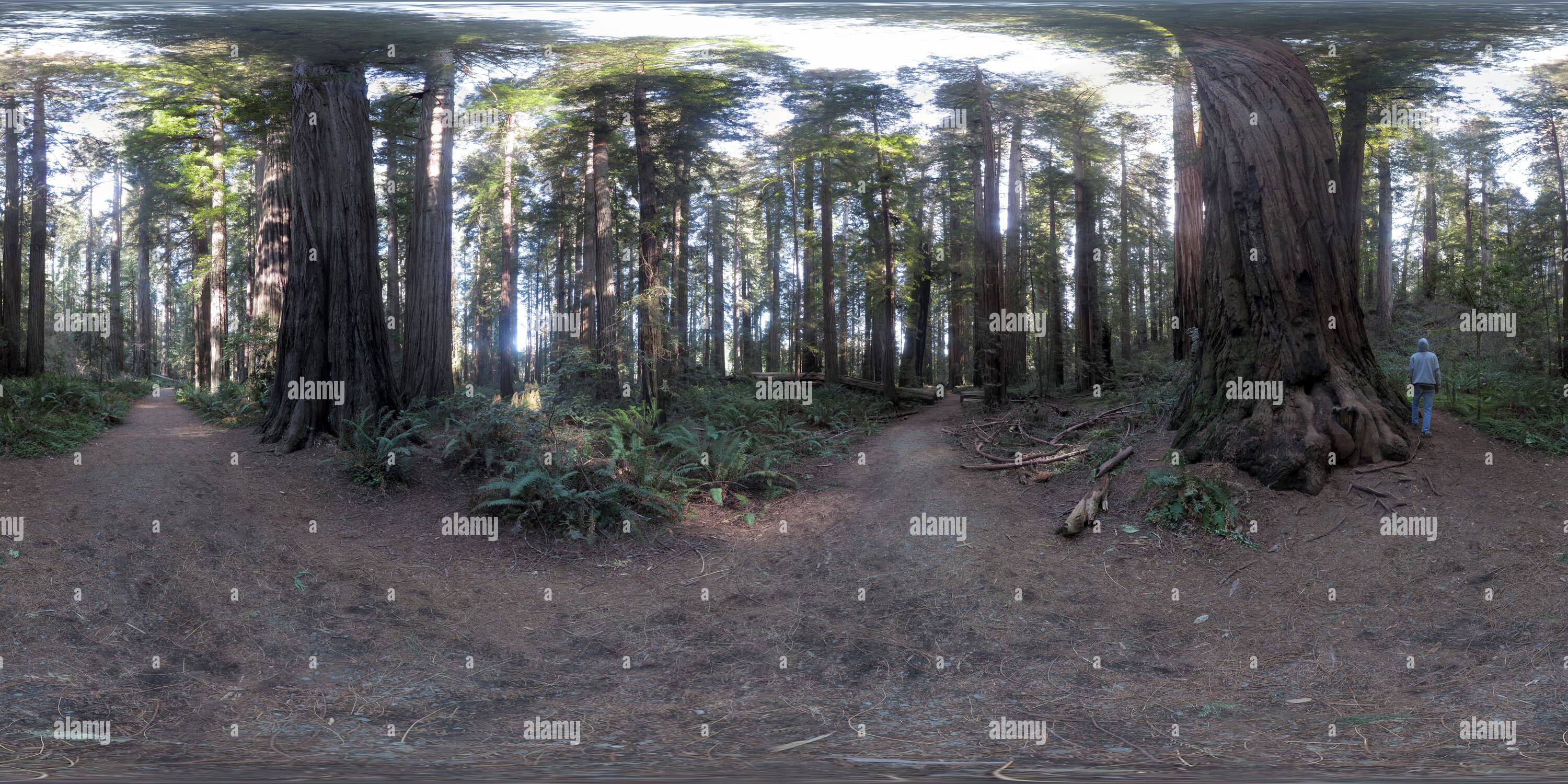 360 Grad Panorama Ansicht von Redwood National Park - Stout Grove [2]