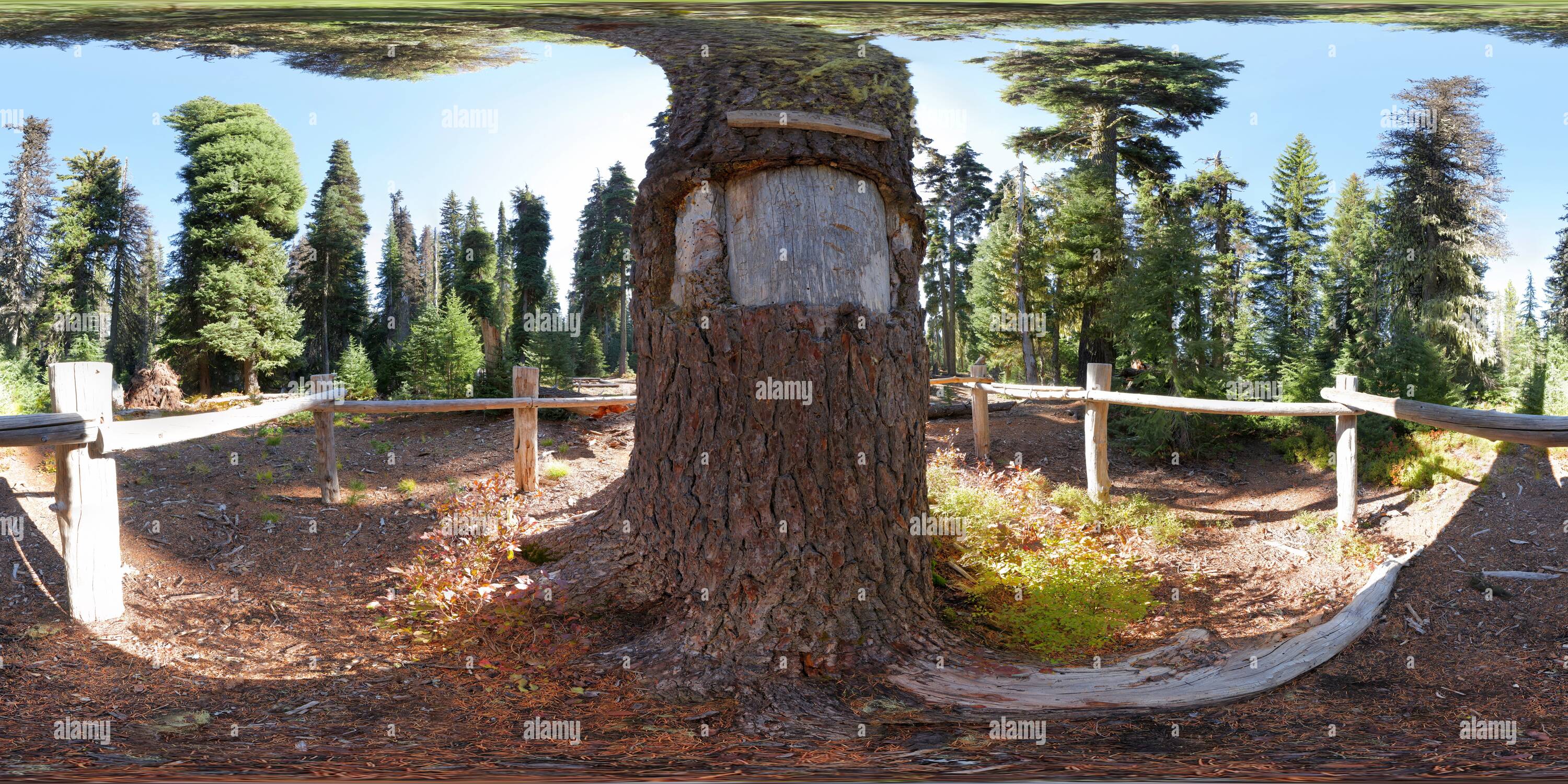 360 Grad Panorama Ansicht von Richter Waldo Baum