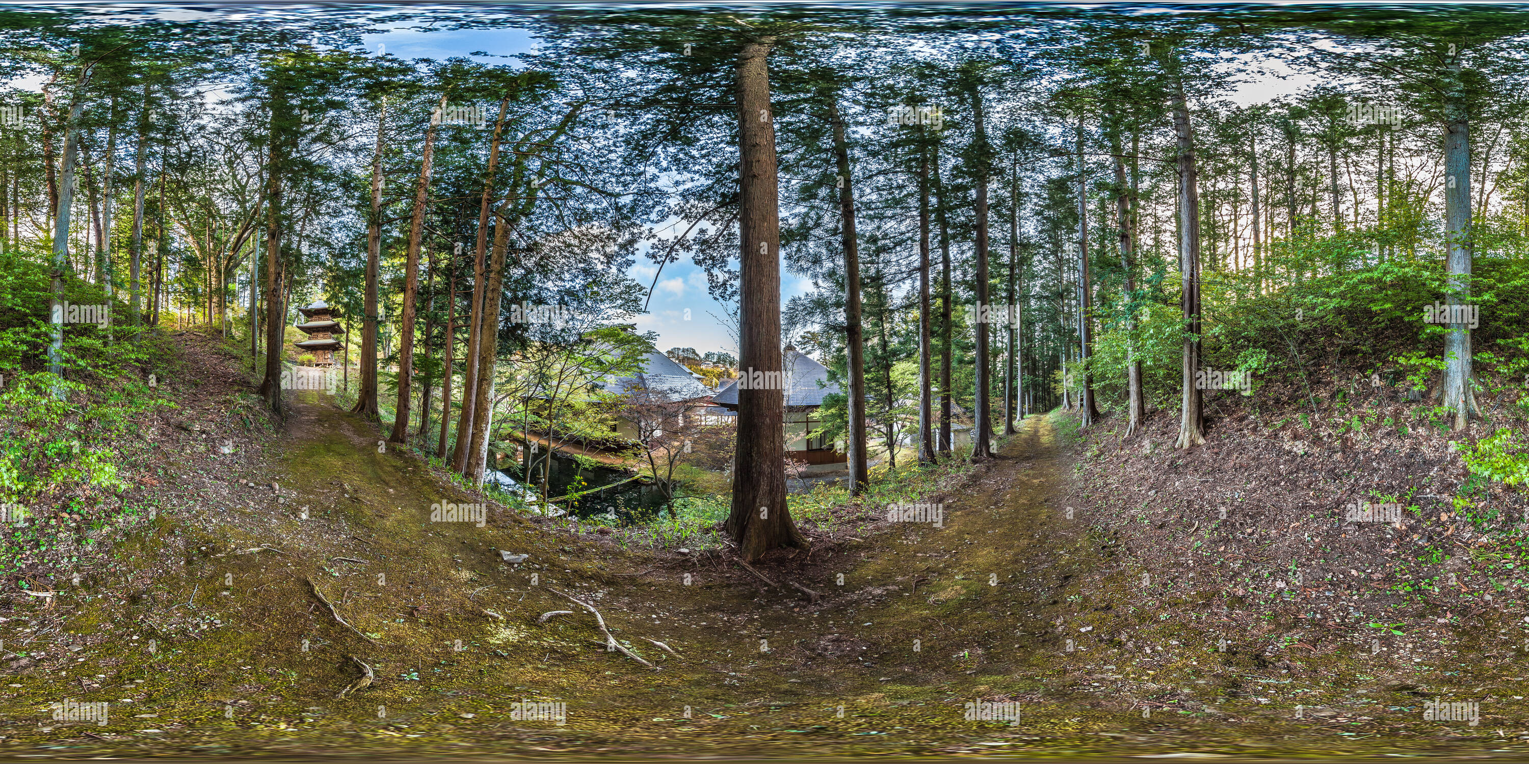 360 Grad Panorama Ansicht von Anschluss zedernwald an Teisho-ji-buddhistischen Tempel in Saku - Japan