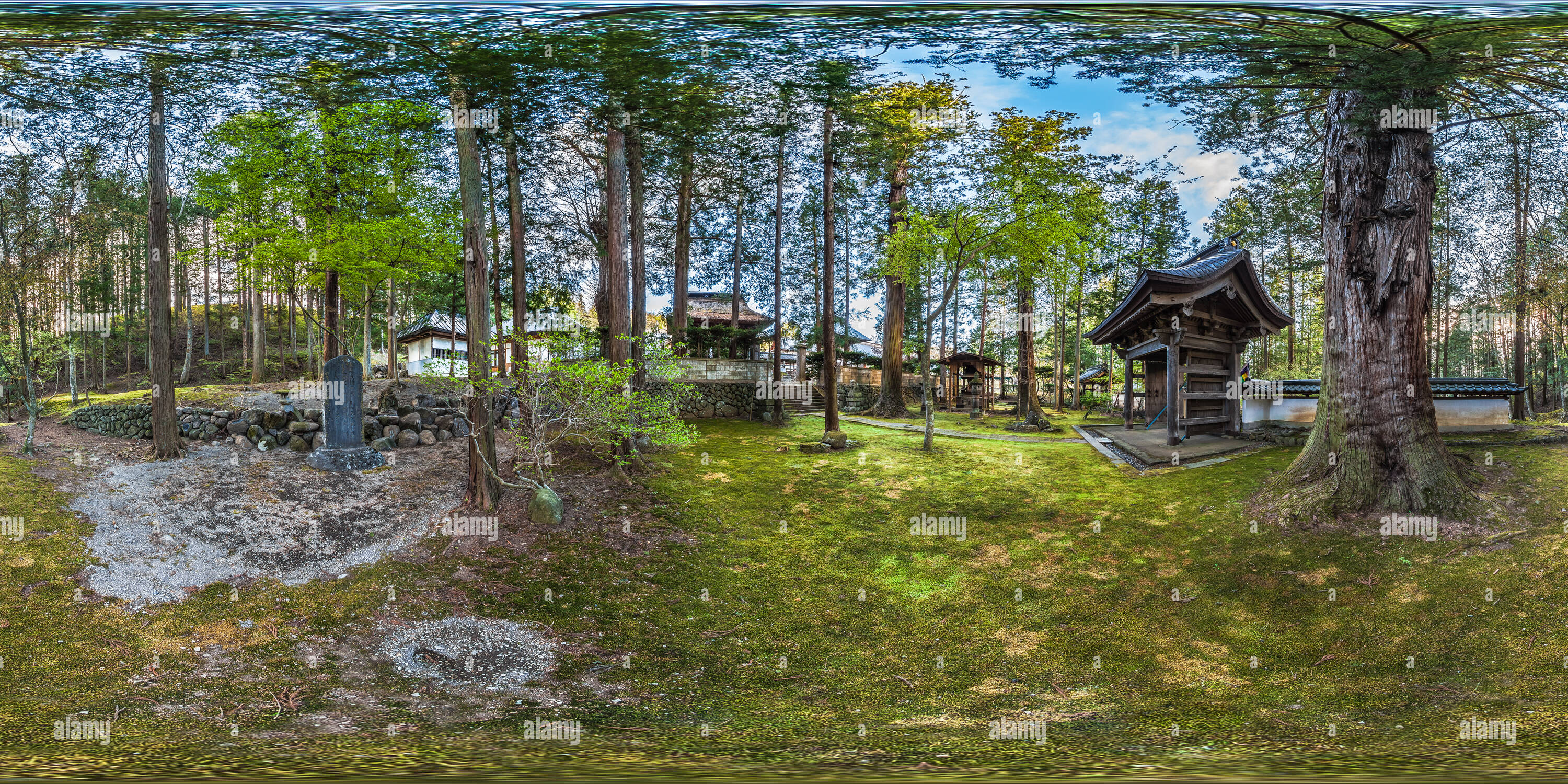 360 Grad Panorama Ansicht von Tausendjährige Zeder an Teisho-ji-buddhistischen Tempel in Saku - Japan