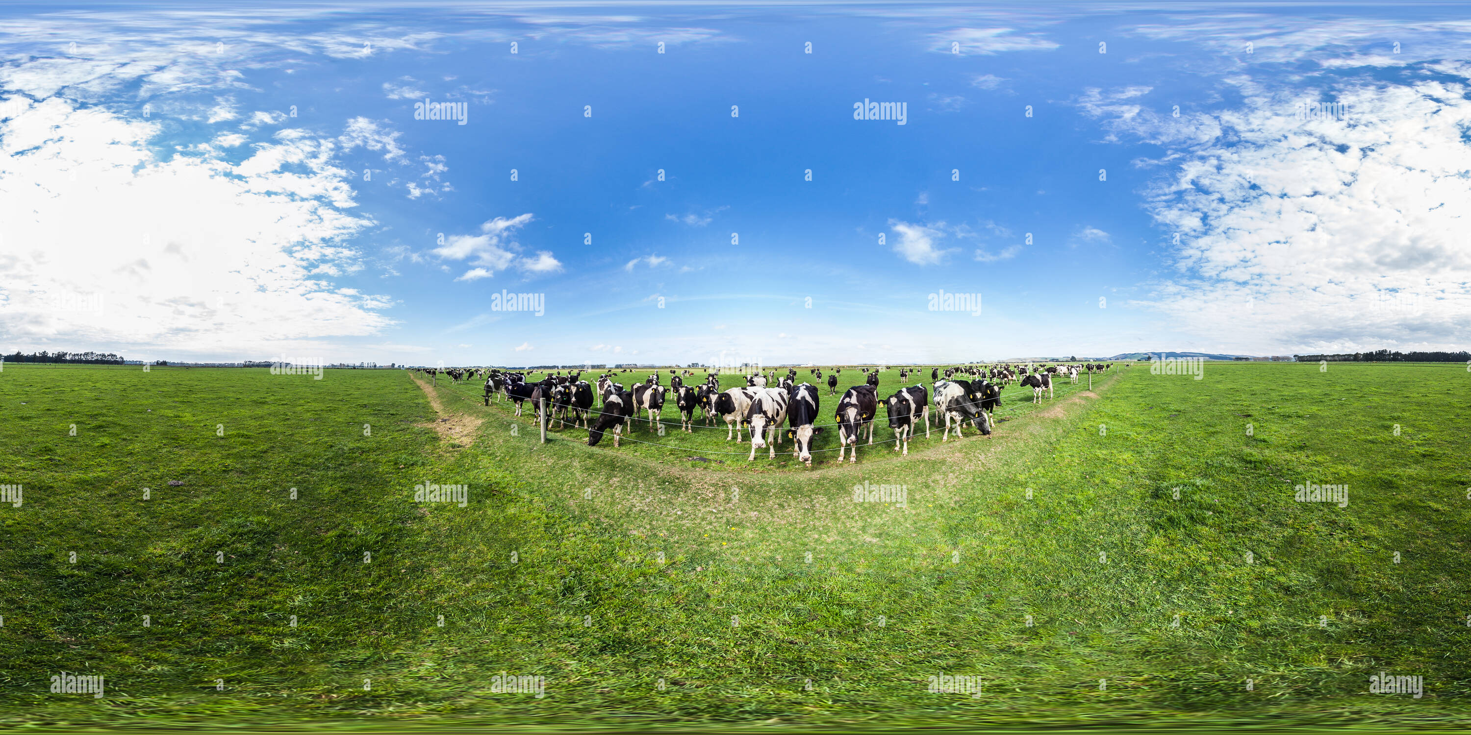 360 Grad Panorama Ansicht von Kühe - Ozeanien Molkerei - Morven - South Canterbury - Neuseeland - Ozeanien