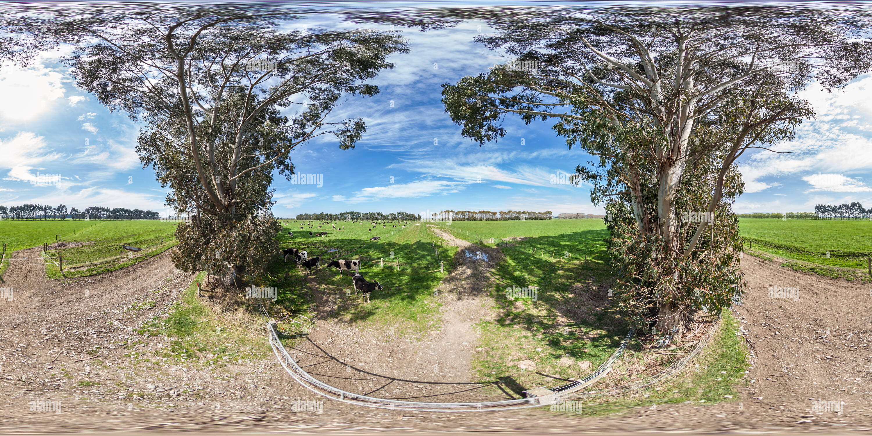 360 Grad Panorama Ansicht von Kühe Bauernhof - Ozeanien Molkerei - Morven - South Canterbury - Neuseeland - Ozeanien