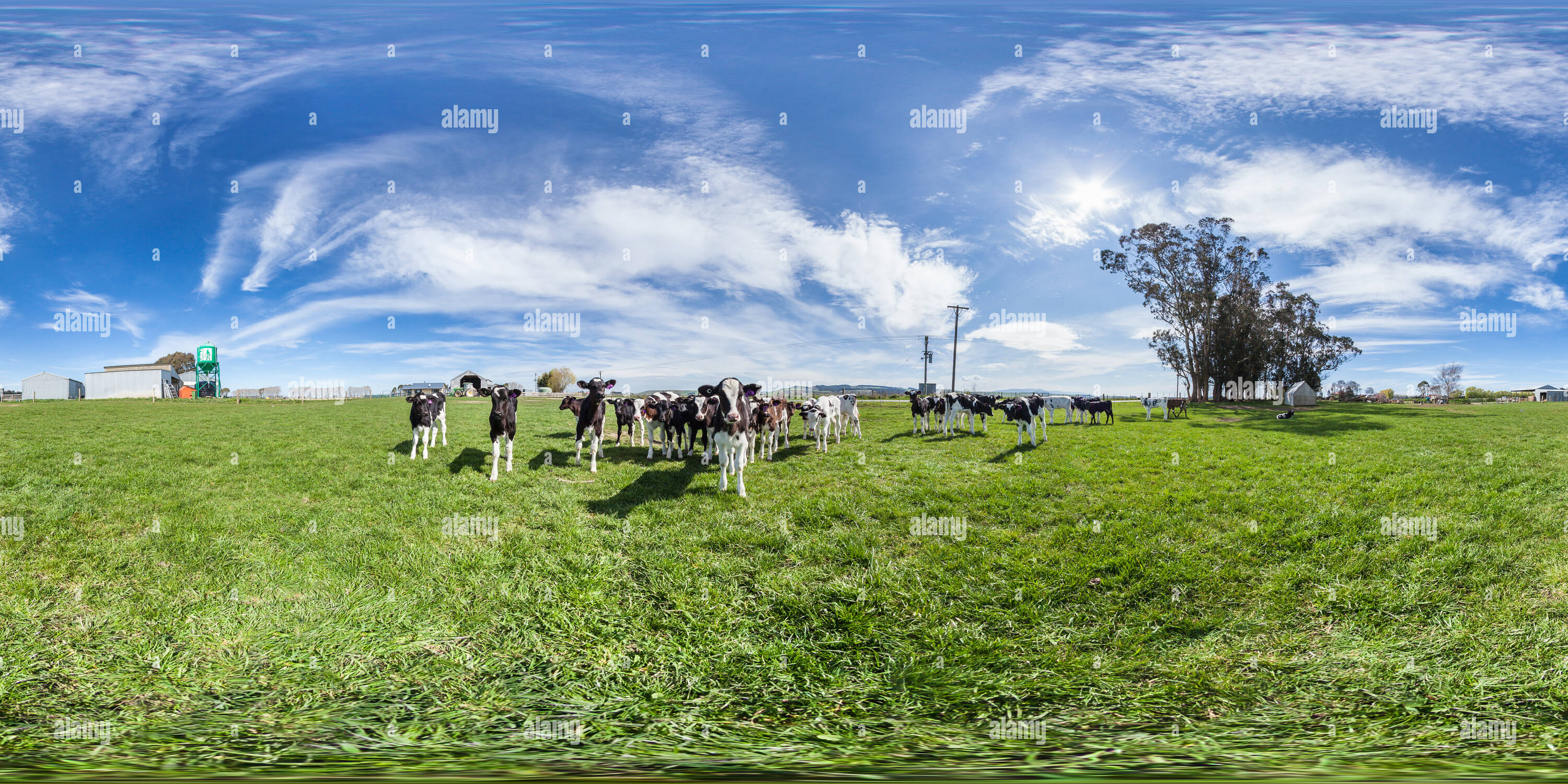 360 Grad Panorama Ansicht von Junge Kühe - Ozeanien Molkerei - Morven - South Canterbury - Neuseeland - Ozeanien