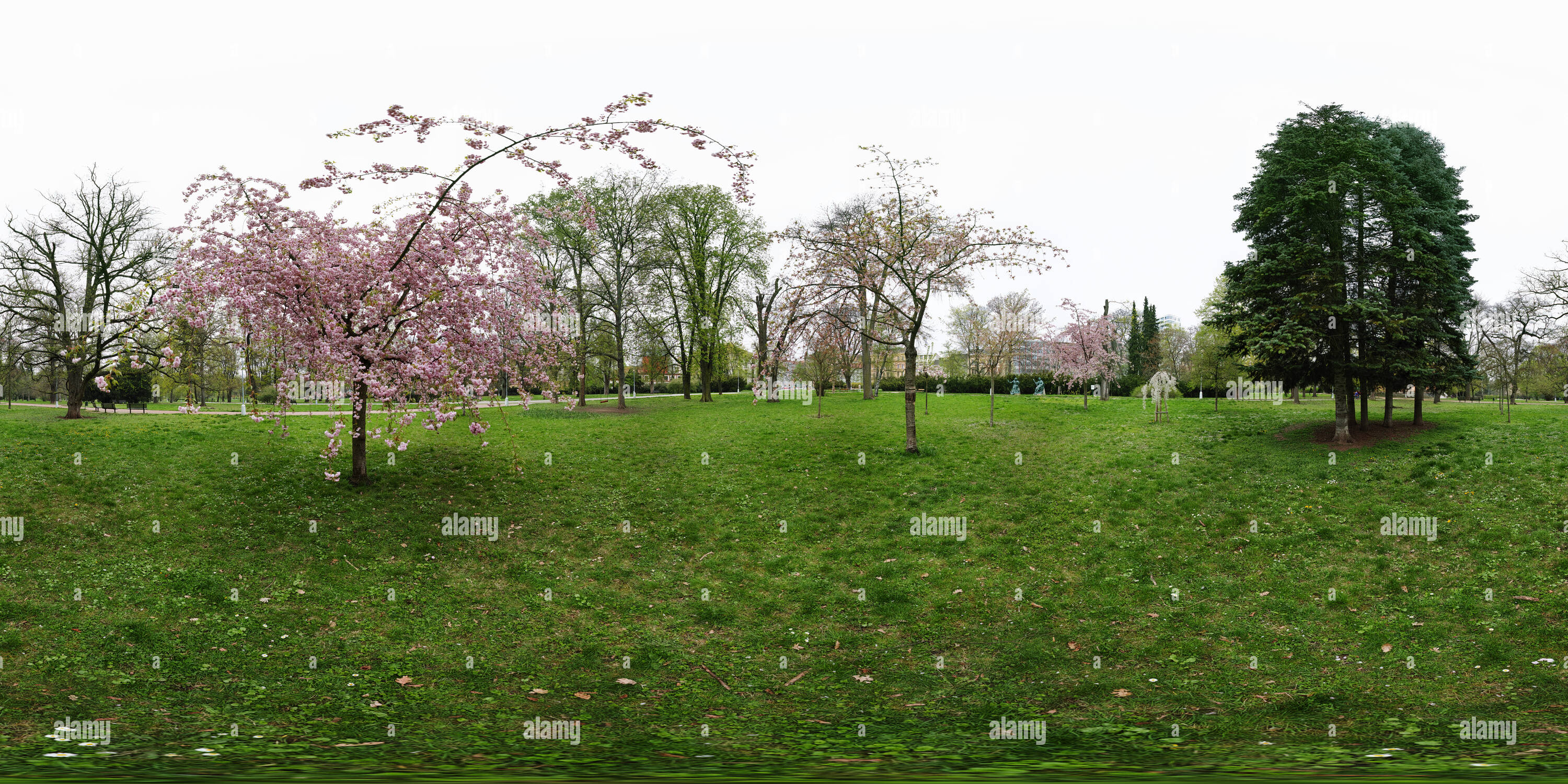 360 Grad Panorama Ansicht von Sakura Baum im Park Lužánky