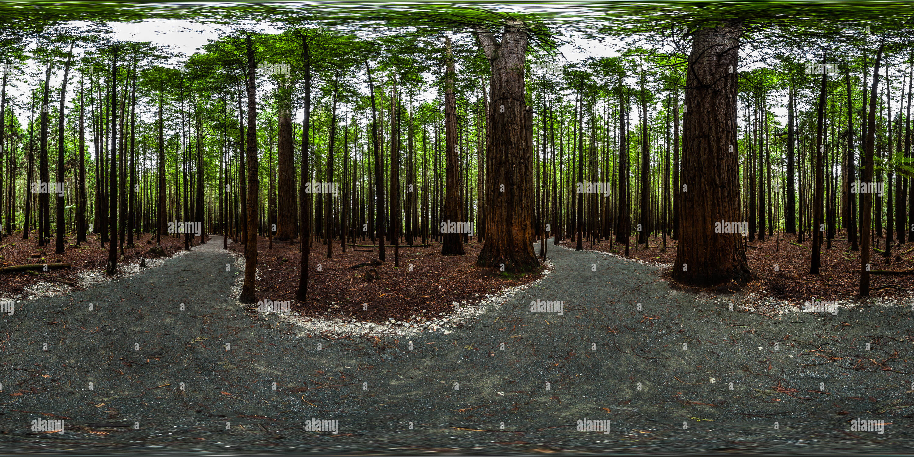 360 Grad Panorama Ansicht von Redwood Memorial Grove Track - Whakarewarewa Forest - Rotorua - Bucht von viel - Neuseeland