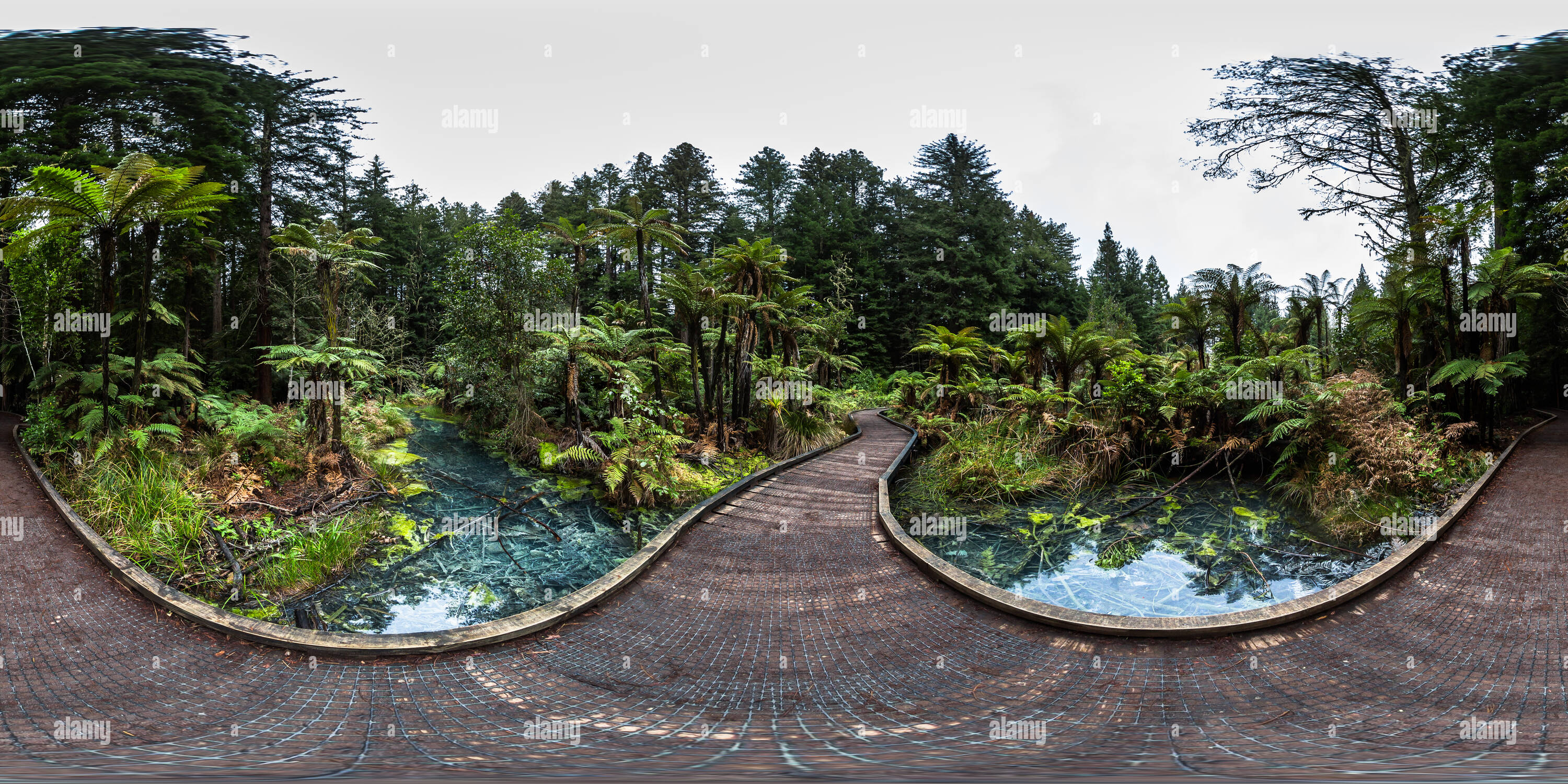 360 Grad Panorama Ansicht von Board Walk über den alten thermischen Teich - Die Mammutbäume in Whakarewarewa Forest - Rotorua - Bucht von viel - Neuseeland