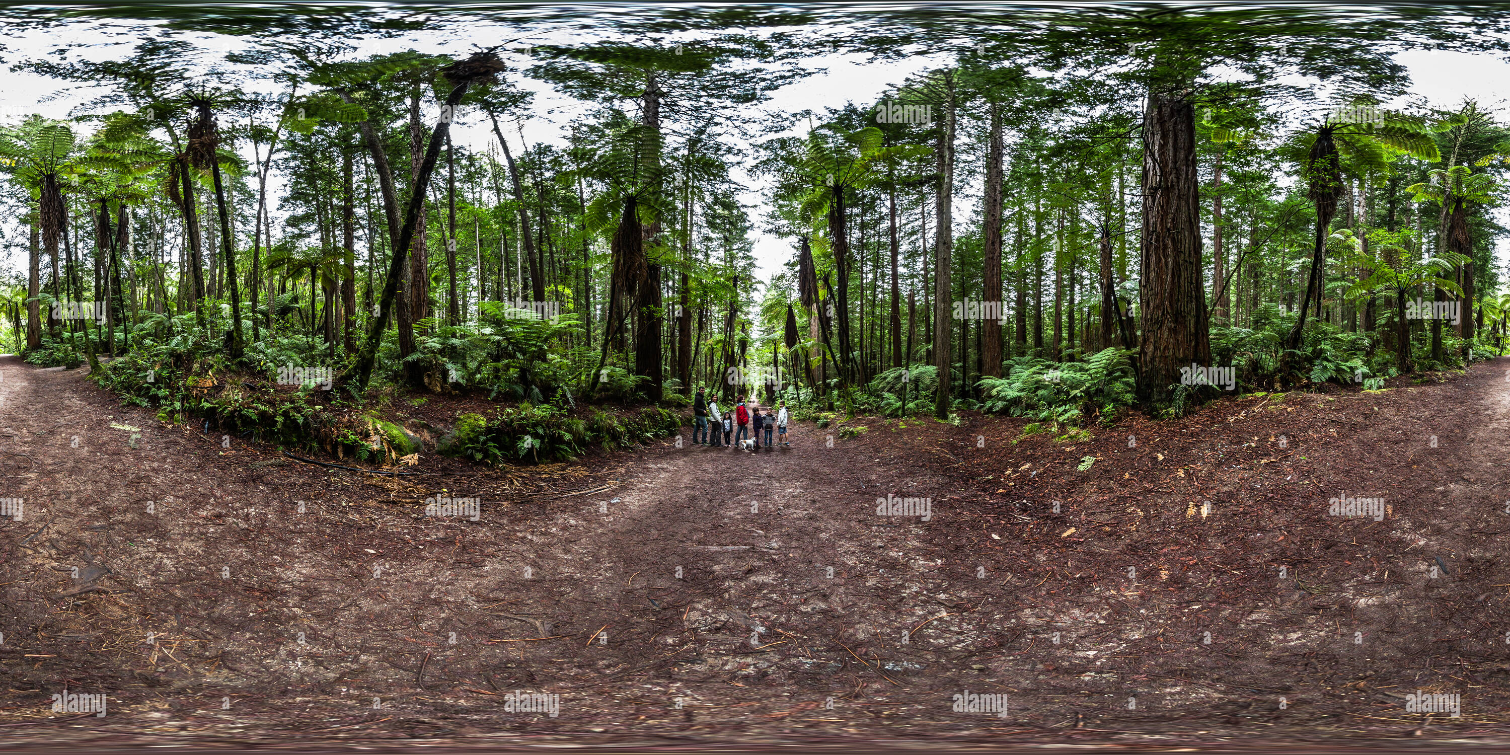 360 Grad Panorama Ansicht von Riesige Baumfarne - den Redwoods in Whakarewarewa Forest - Rotorua - Bucht von viel - Neuseeland