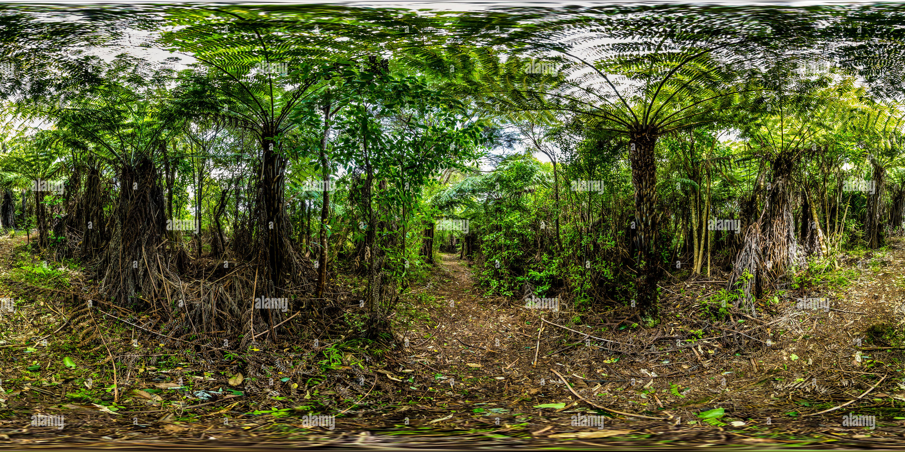 360 Grad Panorama Ansicht von Schwarzer Baumfarn - Waiheke Island Auckland - Golf von Hauraki - Neuseeland