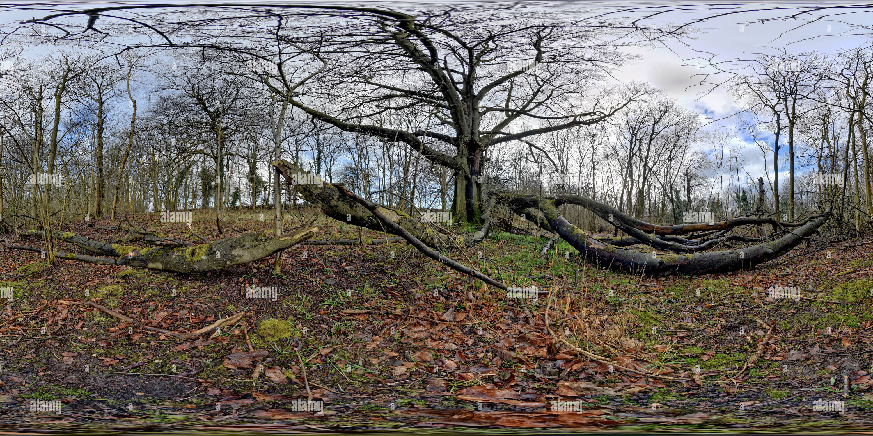 360 Grad Panorama Ansicht von Botley Hill Buche zerrissen Assunder