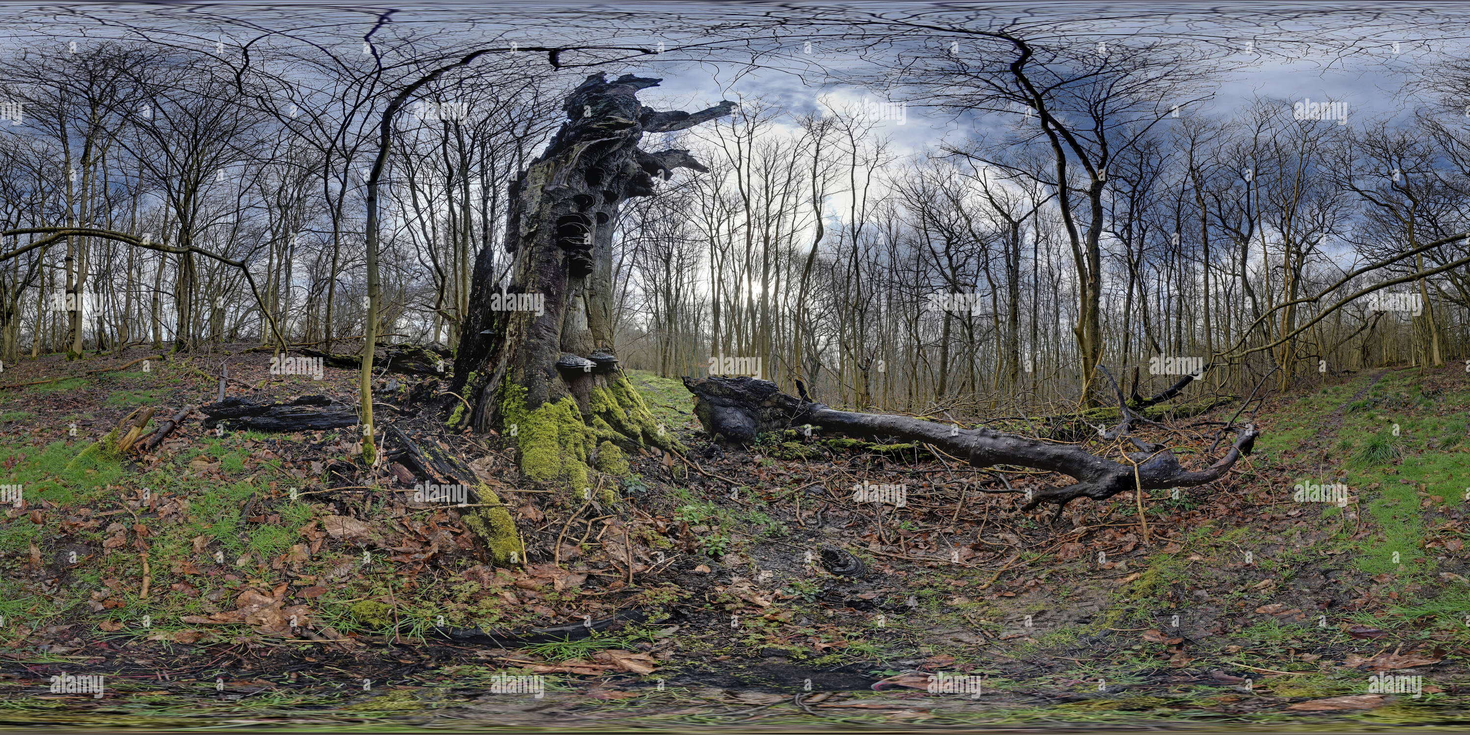 360 Grad Panorama Ansicht von Botley Hill Buche, Pilz