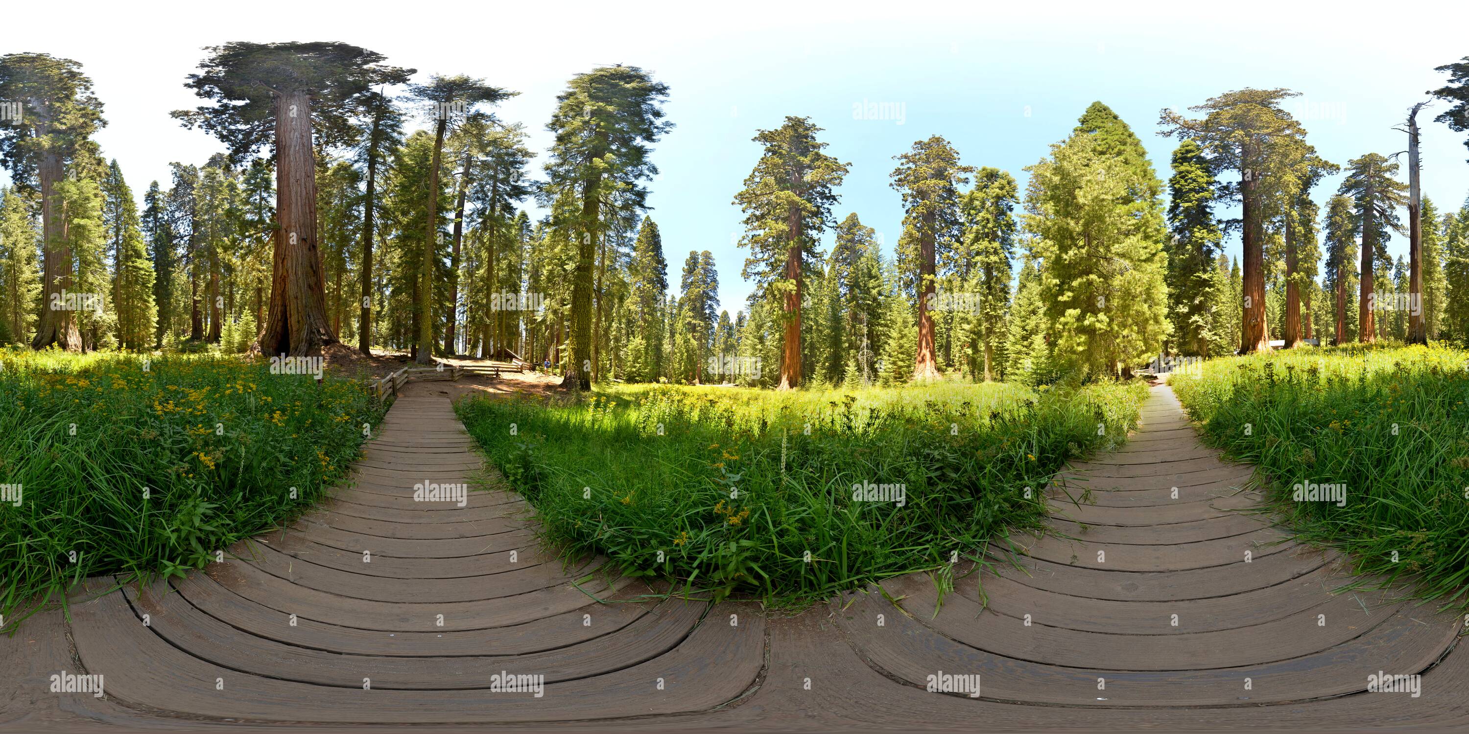 360 Grad Panorama Ansicht von Gigantischen Sequoia Bäumen in der Nähe von Yosemite Museum