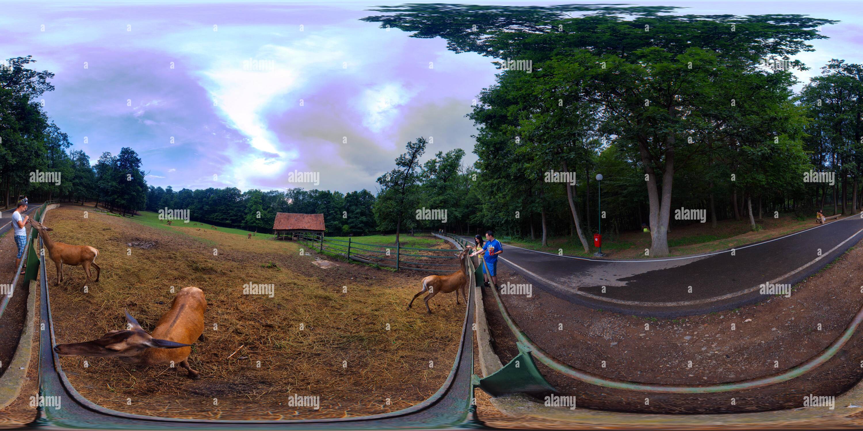 360 Grad Panorama Ansicht von Wild in der Targu Mures Zoo