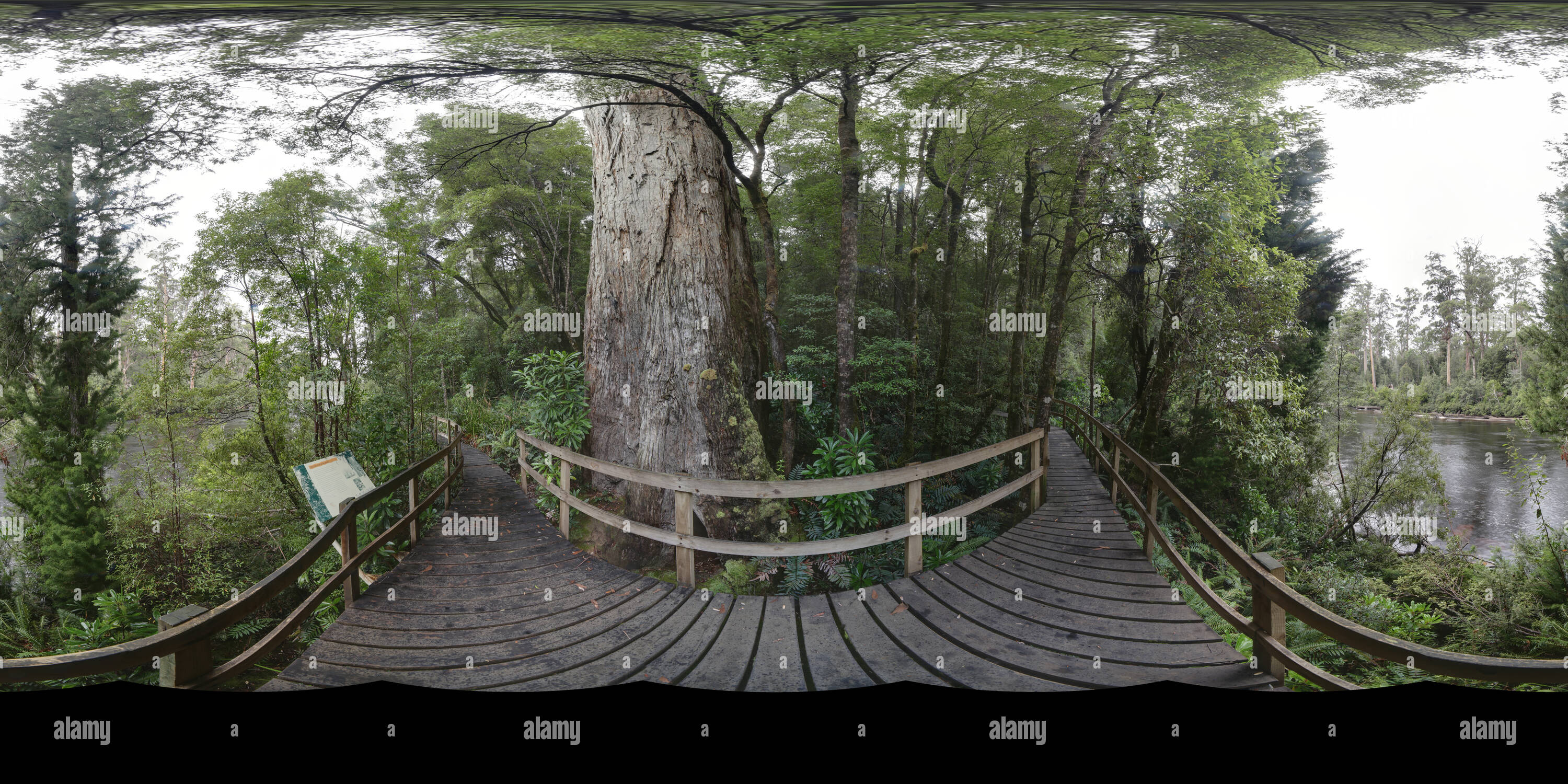 360 Grad Panorama Ansicht von Huon Pine Walk