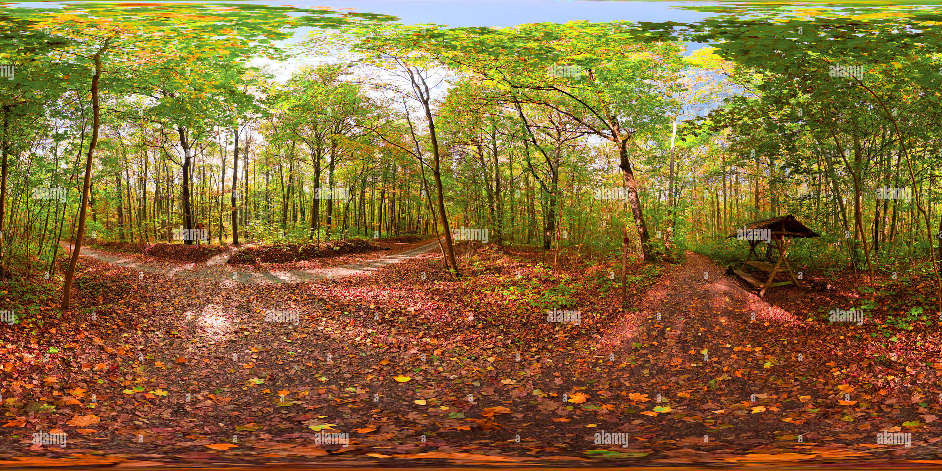 360 Grad Panorama Ansicht von Forrest Hainich