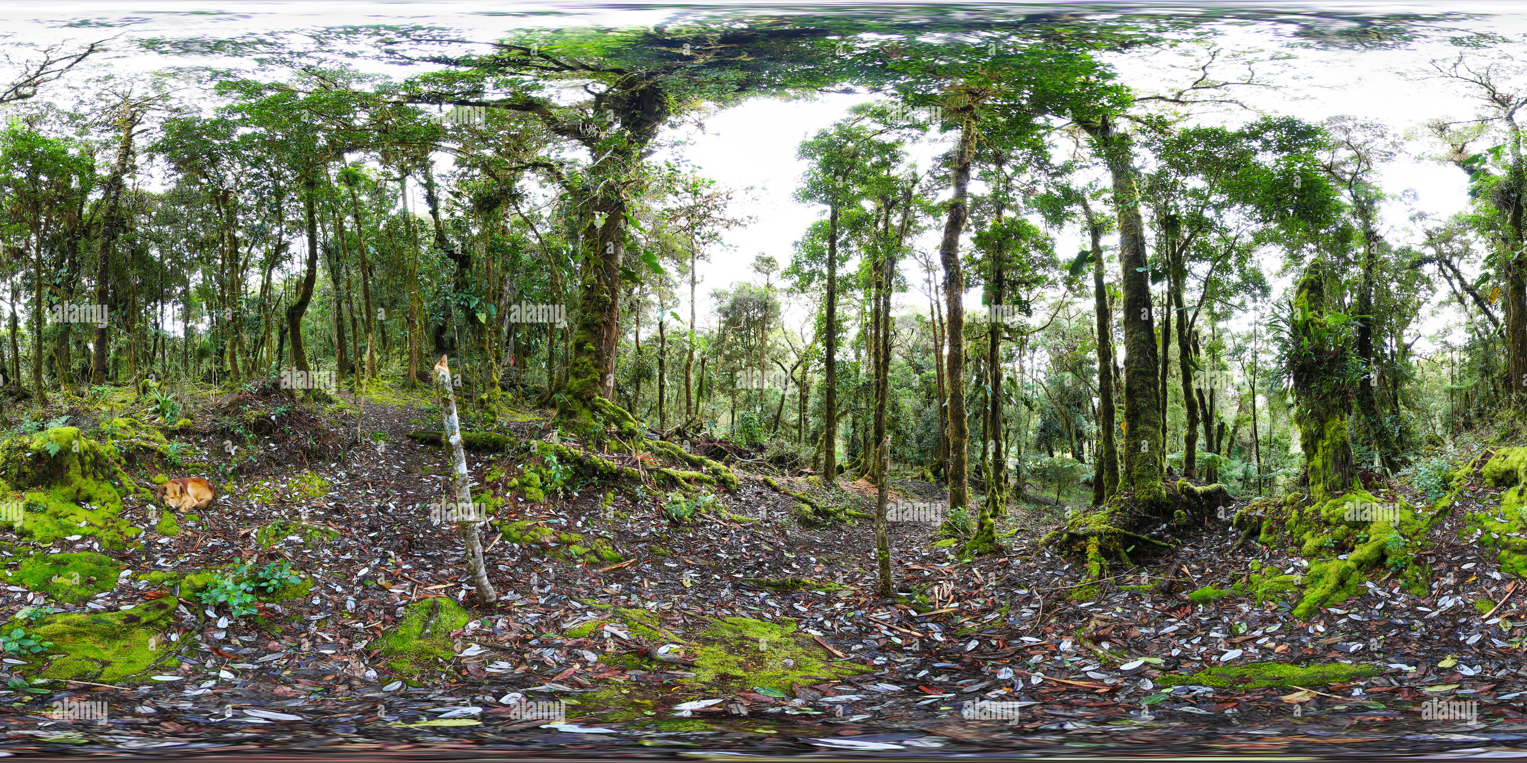 360 Grad Panorama Ansicht von Mirador de Quetzales Wald