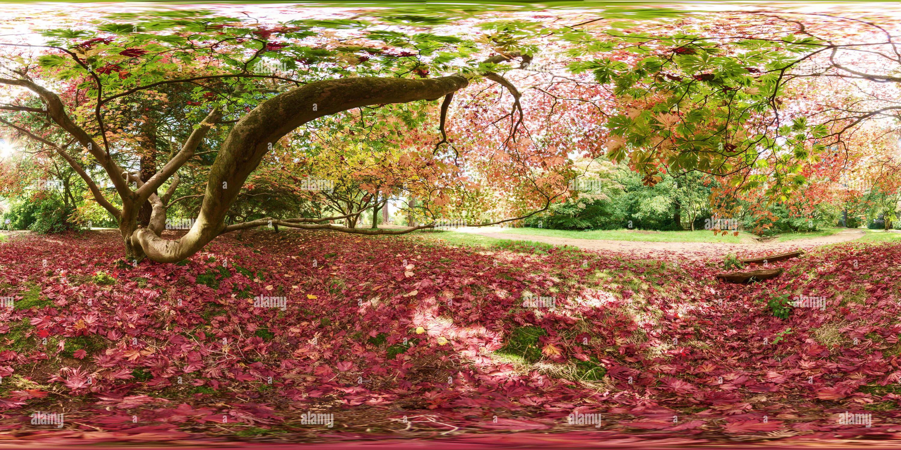 360 Grad Panorama Ansicht von Unter einer japanischen Acer Baum im Herbst