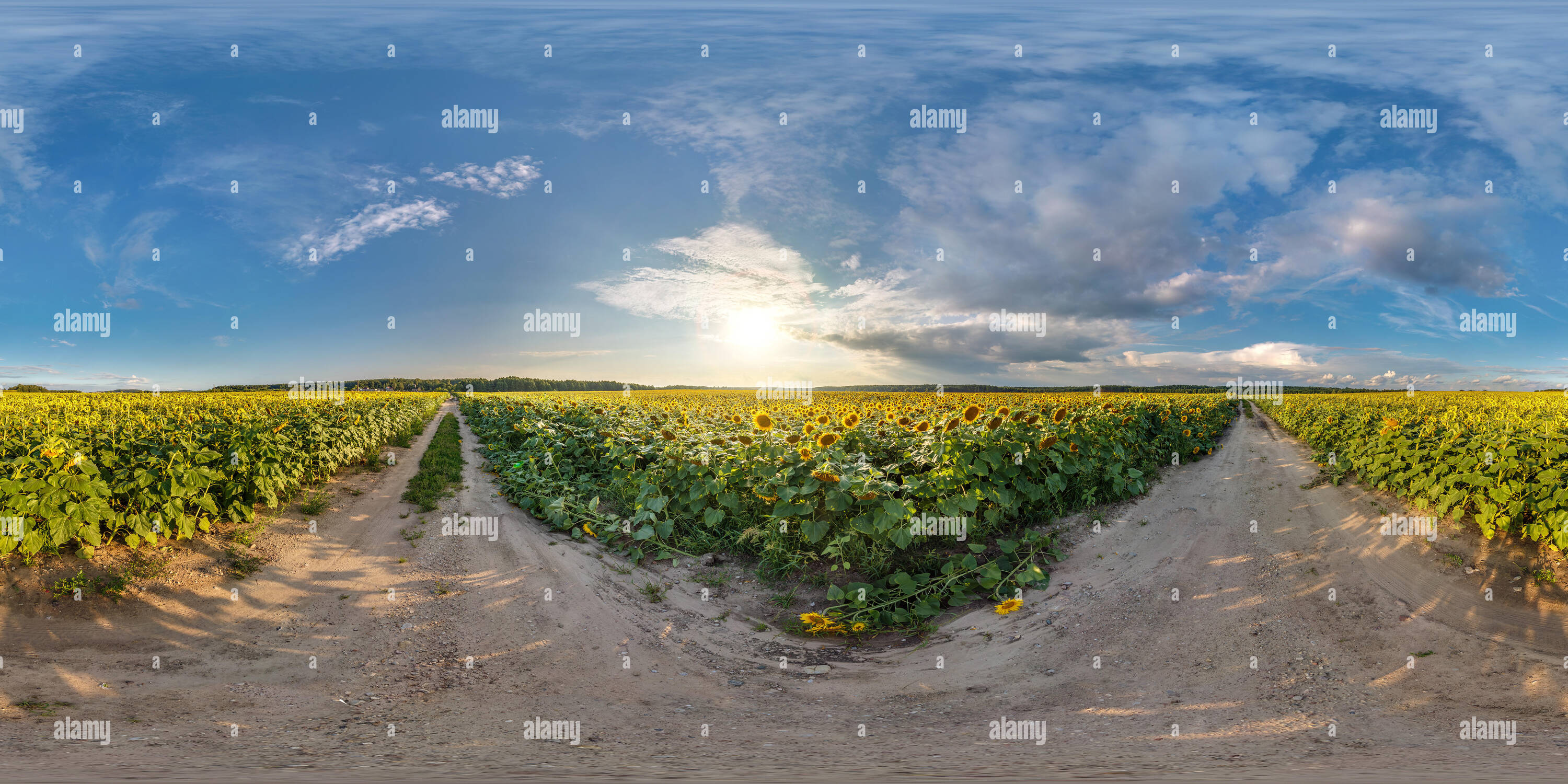 360 Grad Panorama Ansicht von Vollständige nahtlose Sphärisches Panorama 360 um 180 Grad Betrachtungswinkel auf Feldweg zwischen Sonnenblumen Felder im sonnigen Sommer Abend in equirectangular Proje