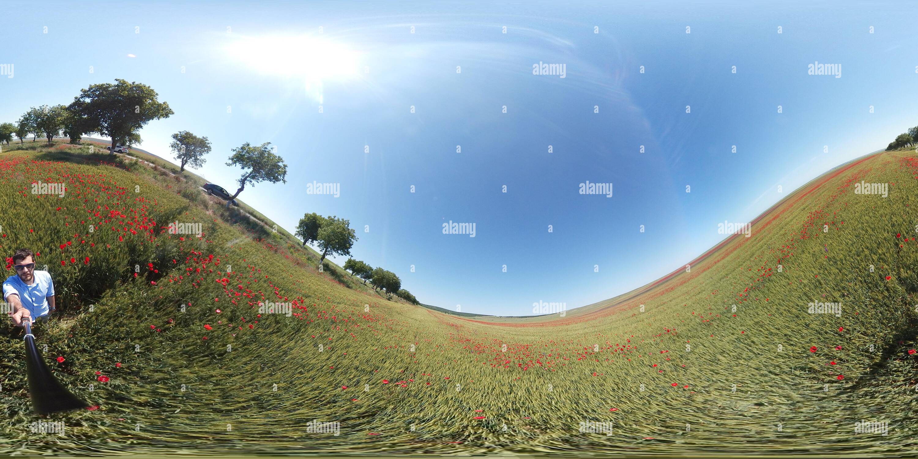 360 Grad Panorama Ansicht von 360 Bild von einem mohnfeld