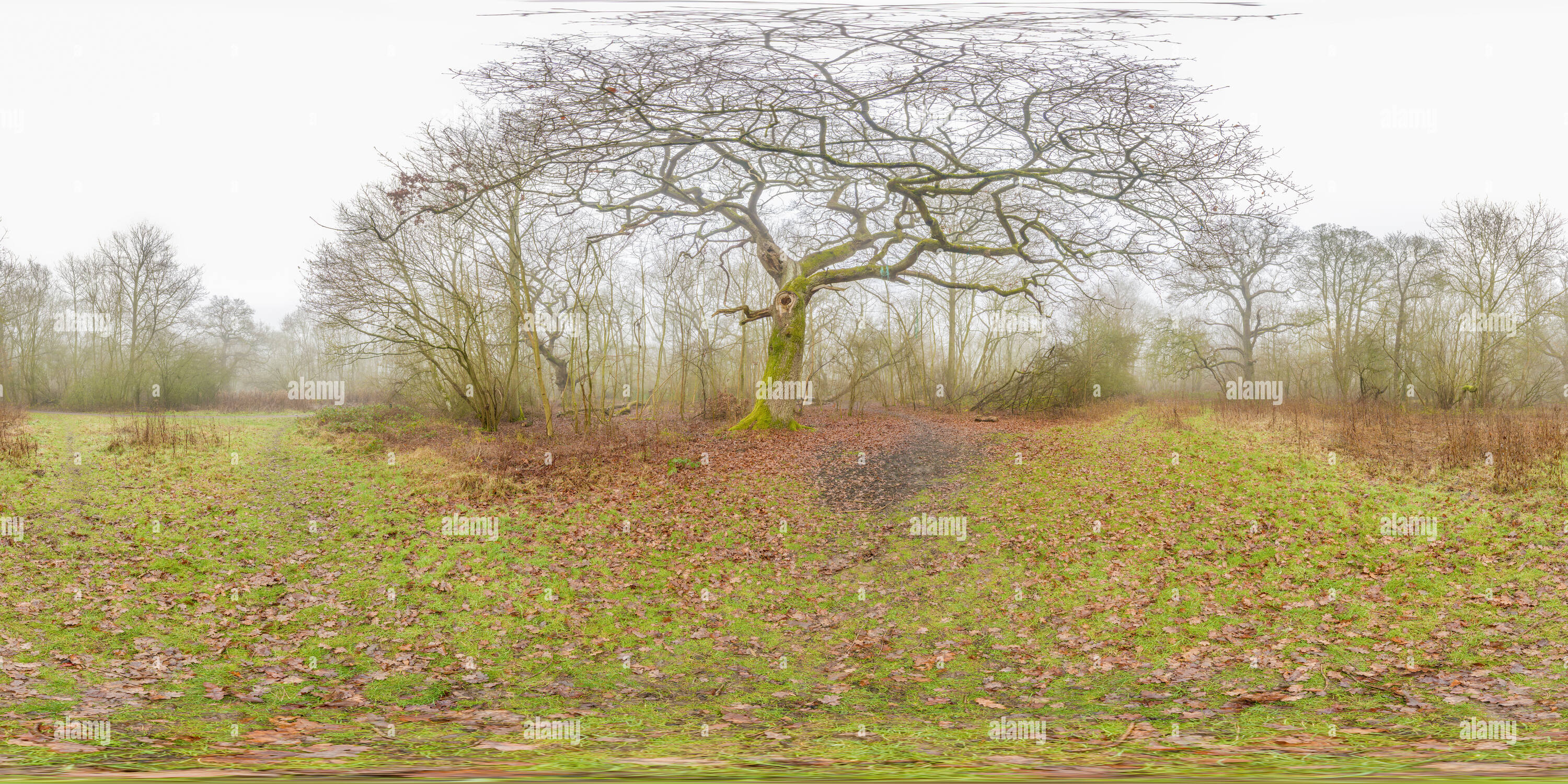 360 Grad Panorama Ansicht von Blätter auf dem Boden während eines nebligen Wintertag in einer mittelalterlichen englischen Woodland aus Zeiten der Normannen und früher für die Jagd und Holz eingesetzt.