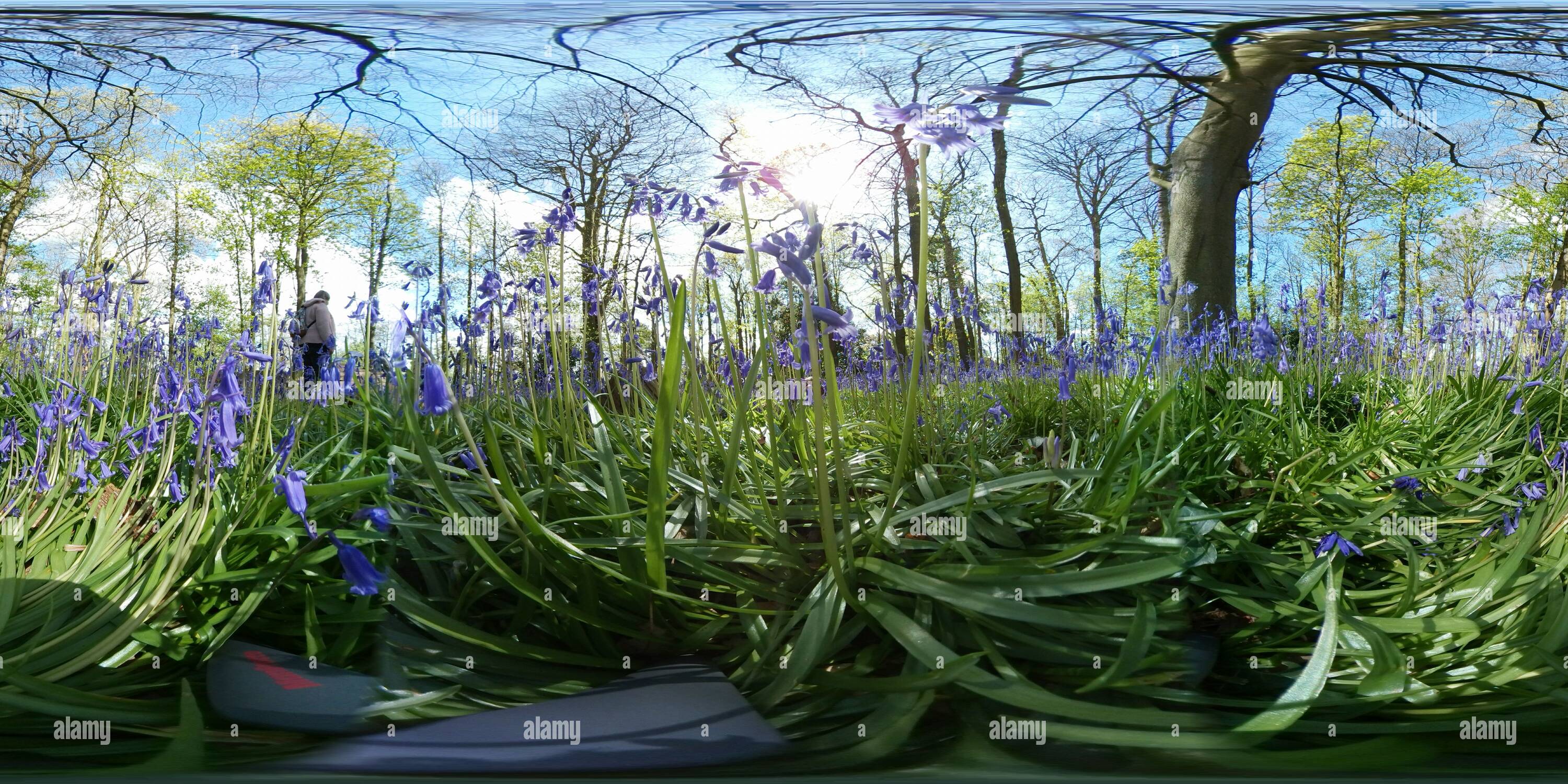 360 Grad Panorama Ansicht von Rufford alte Halle, Bluebell Wood