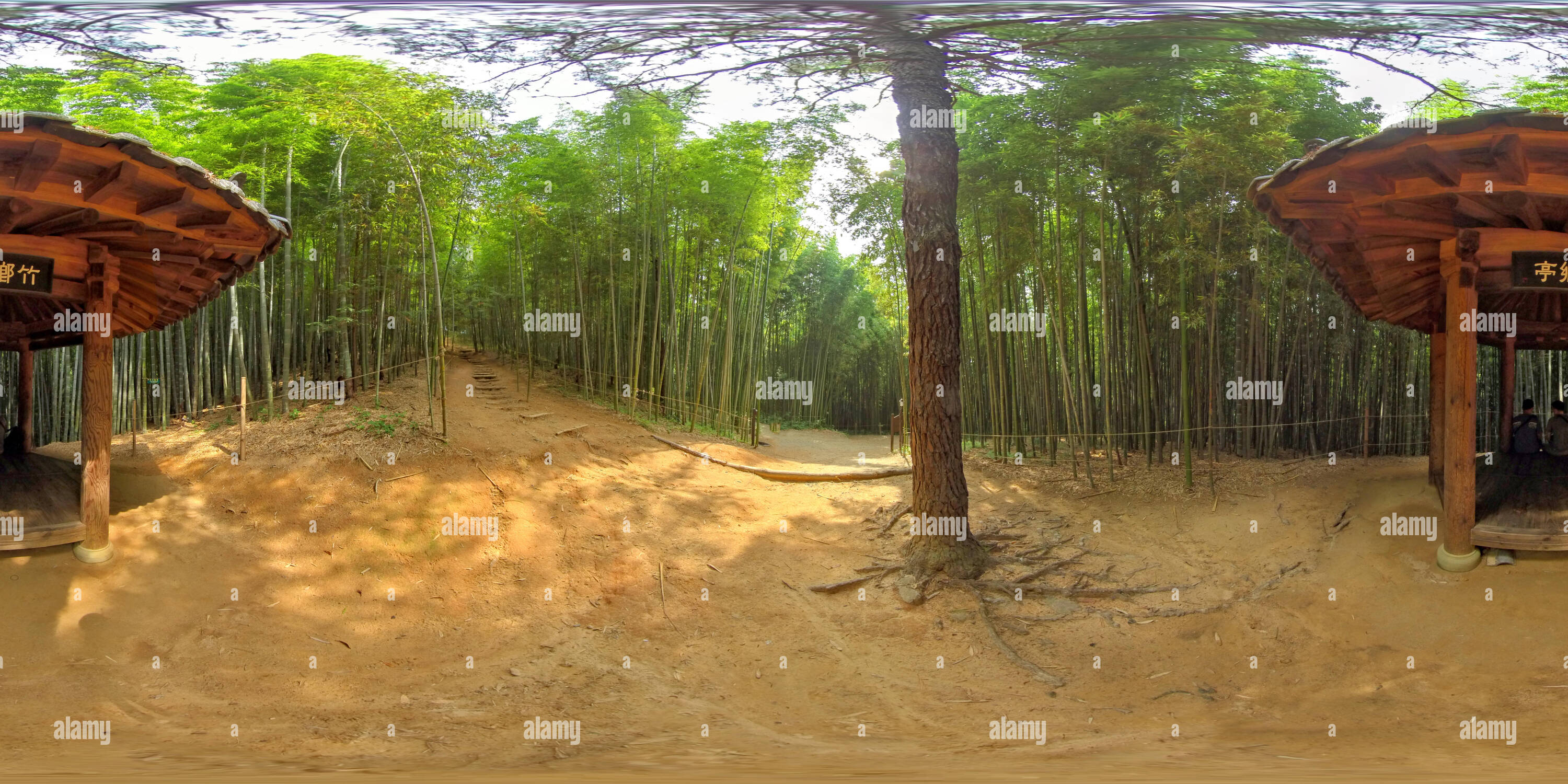360 Grad Panorama Ansicht von Damyang, Südkorea - 24 Juli 2019 Juknokwon. 360 Grad Panorama von sphärischen Bambuswald.