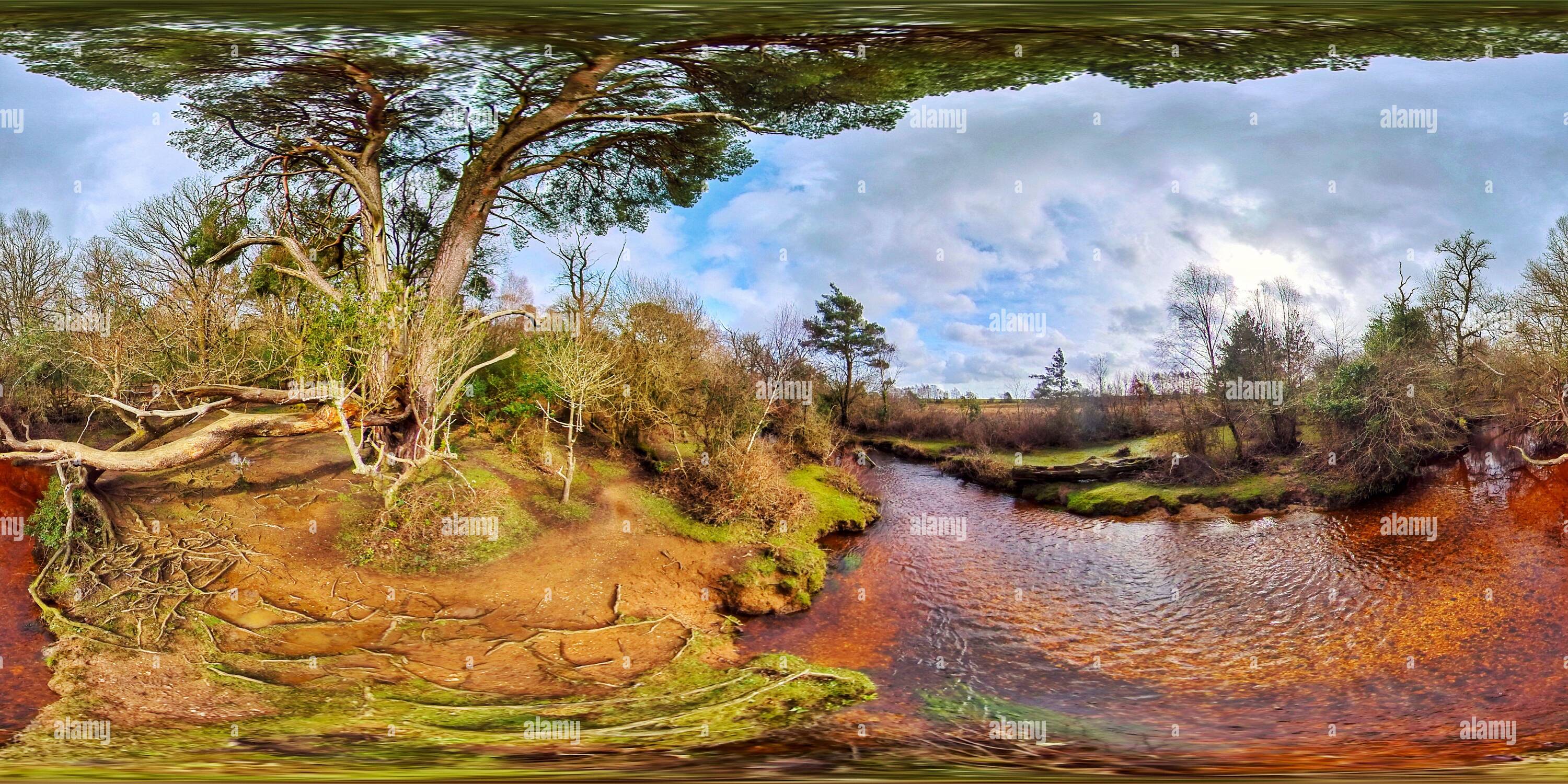 Vista panorámica en 360 grados de Pino junto a New Forest Stream (360VR)