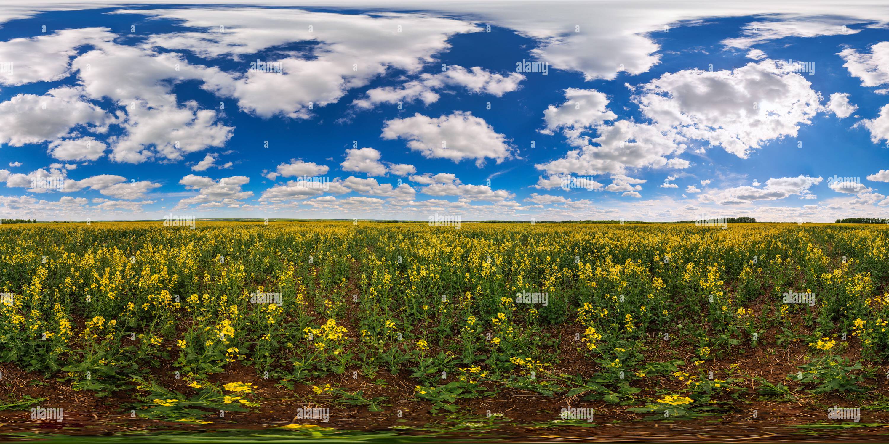Vista panorámica en 360 grados de 360 por 180 sin costuras grado completo panorama esférico del día de verano flor de campo colza amarillo de semilla de rape en proyección eqirrectangular