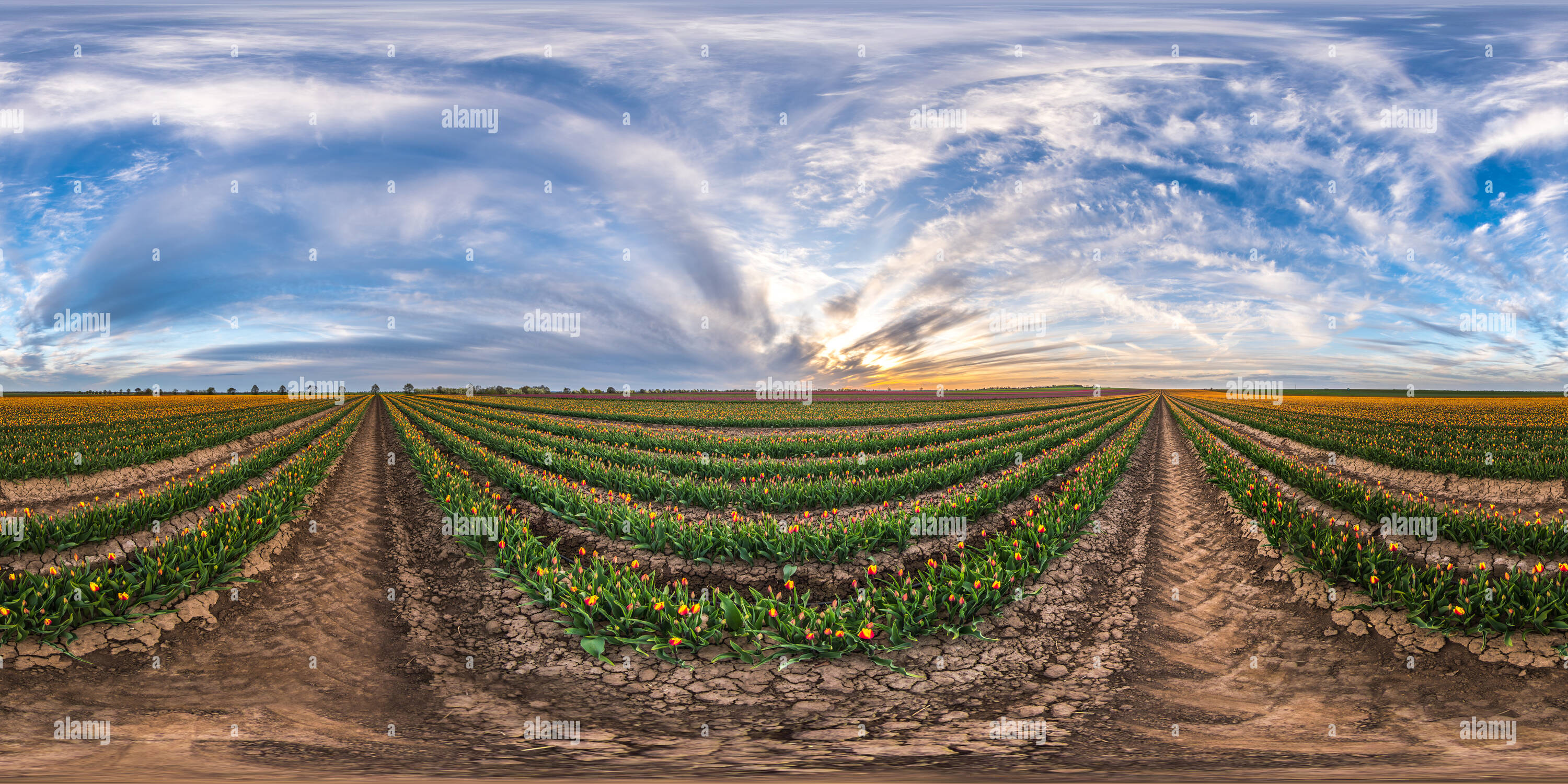 Vista panorámica en 360 grados de Campo de tulipanes, Schwaneberg, Alemania 2