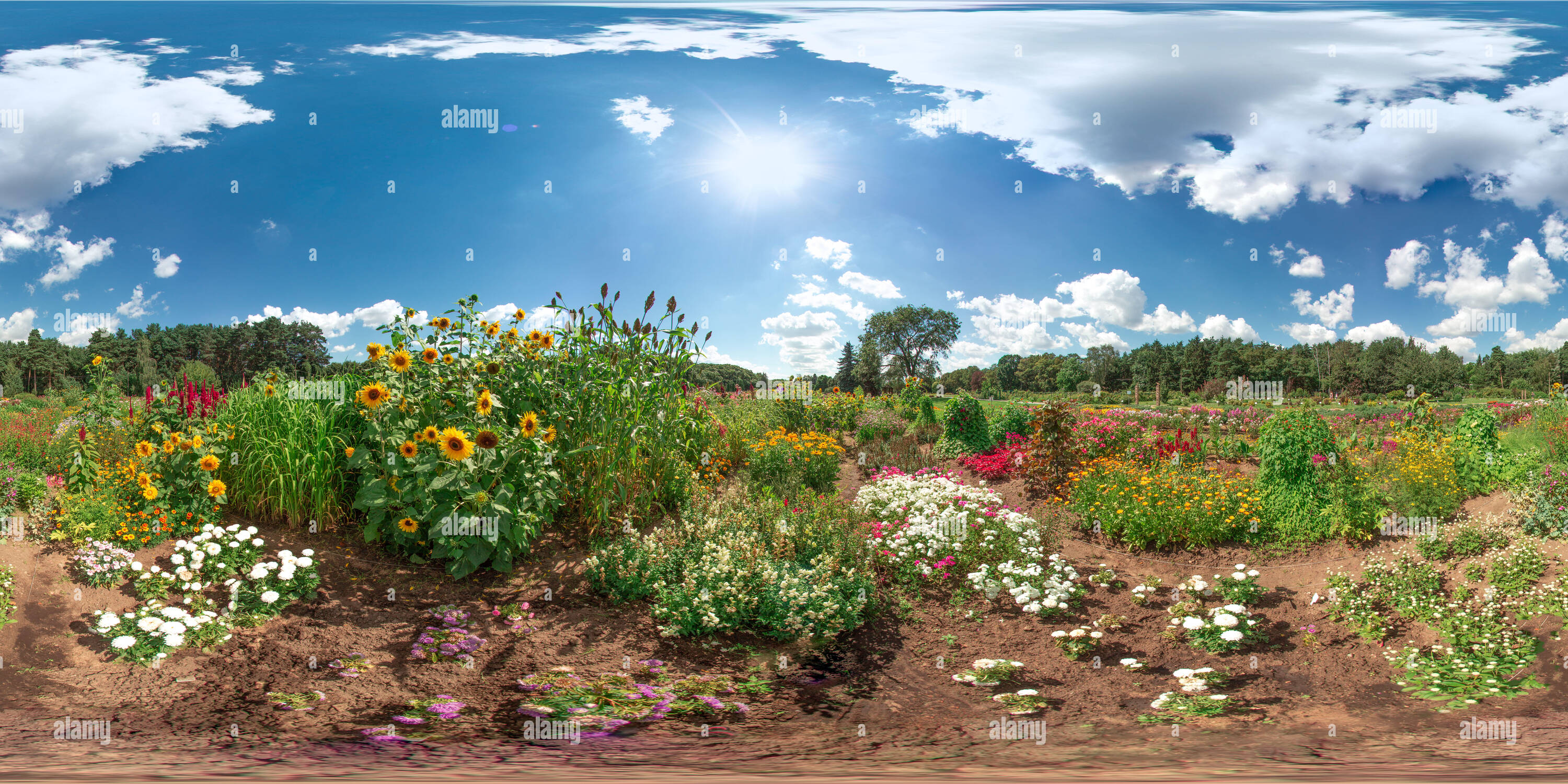 Vue panoramique à 360° de Beau paysage avec ciel bleu nuages blancs fleurs herbe soleil 3D'été avec panorama sphérique 360 Angle de vision degré prêt pour virtua
