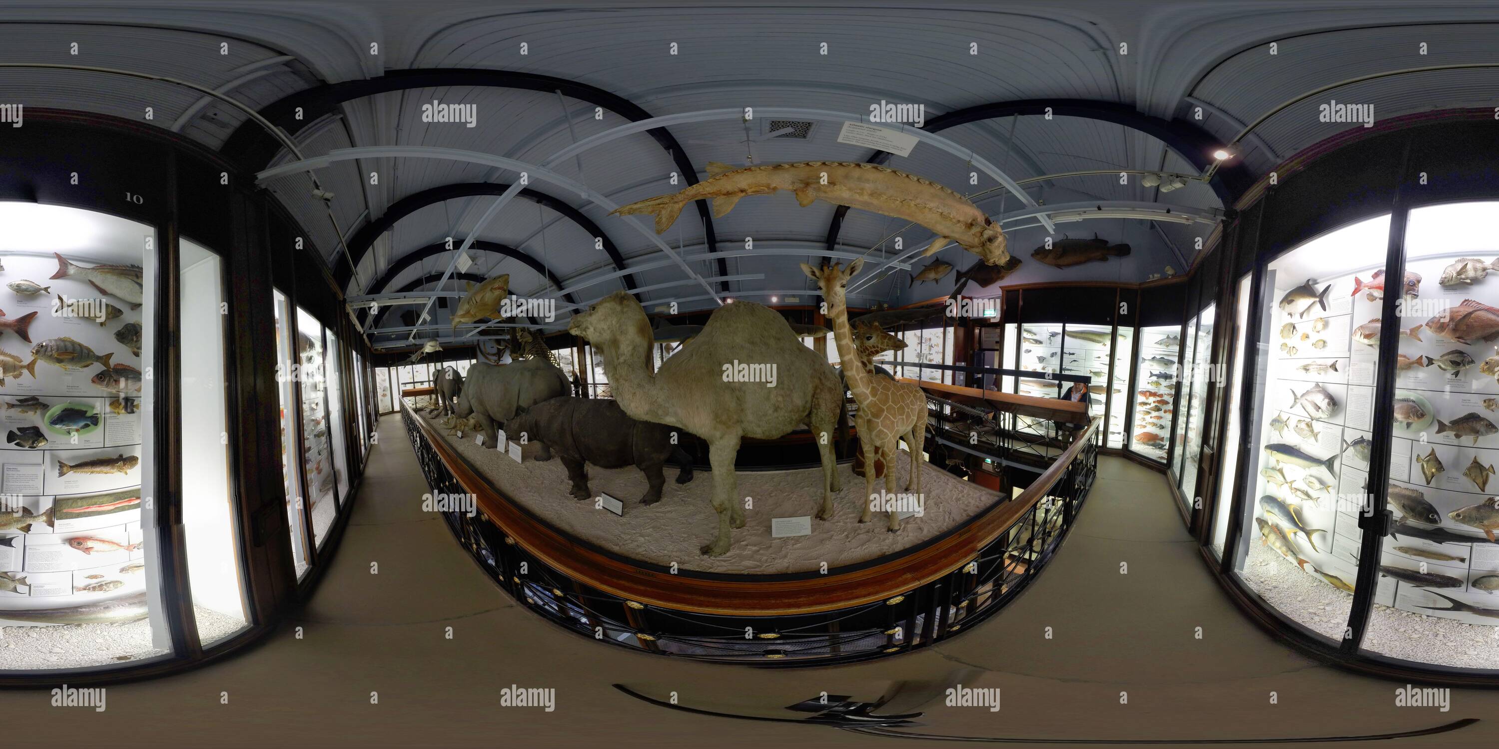 Vue panoramique à 360° de LE MUSÉE D'HISTOIRE NATURELLE DE TRING. CRÉDIT PHOTO : IMAGE DE MARQUE DOULEUR / ALAMY STOCK