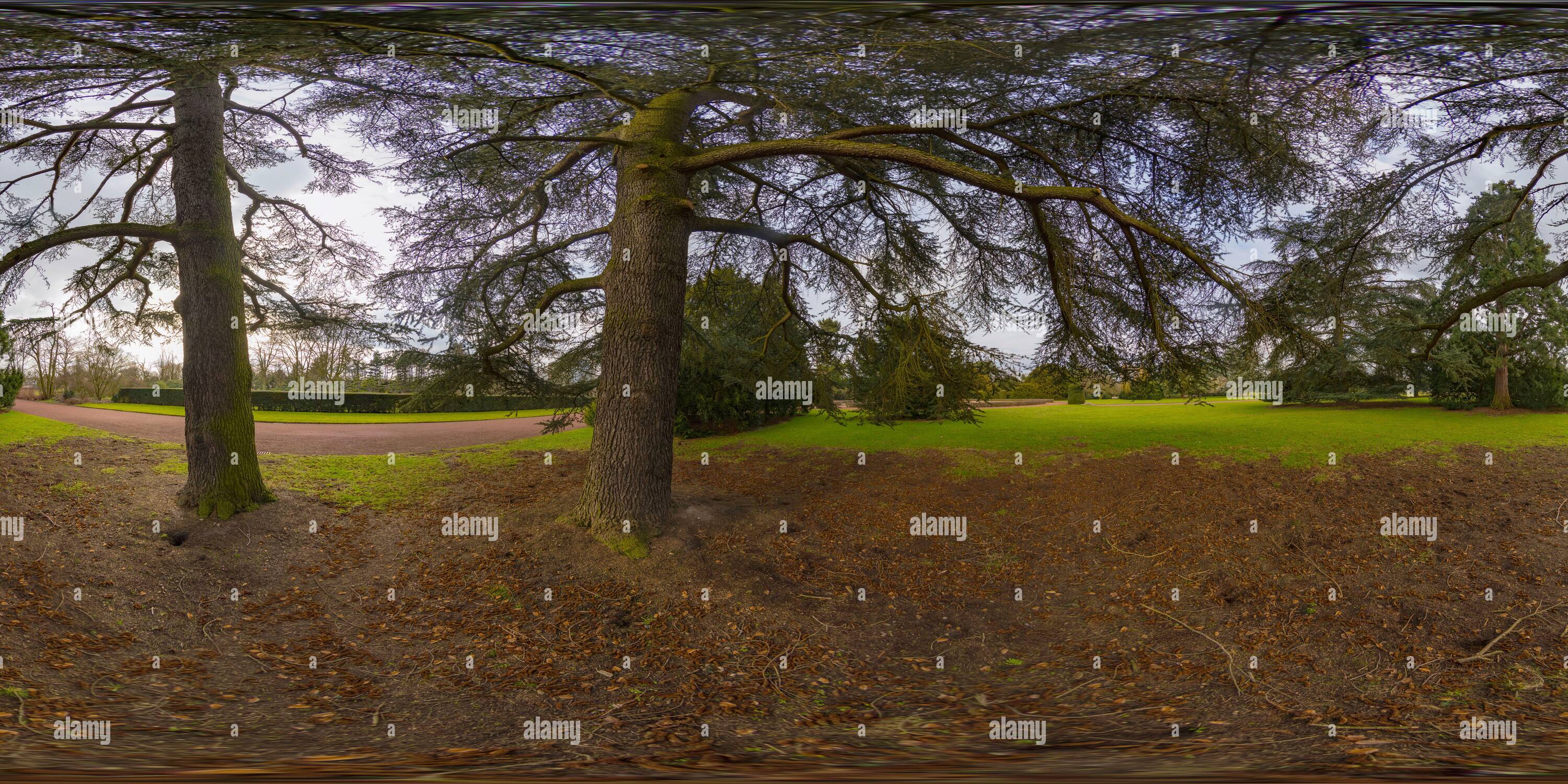 Vue panoramique à 360° de Arbres à Nordpark à Düsseldorf, NRW, Allemagne