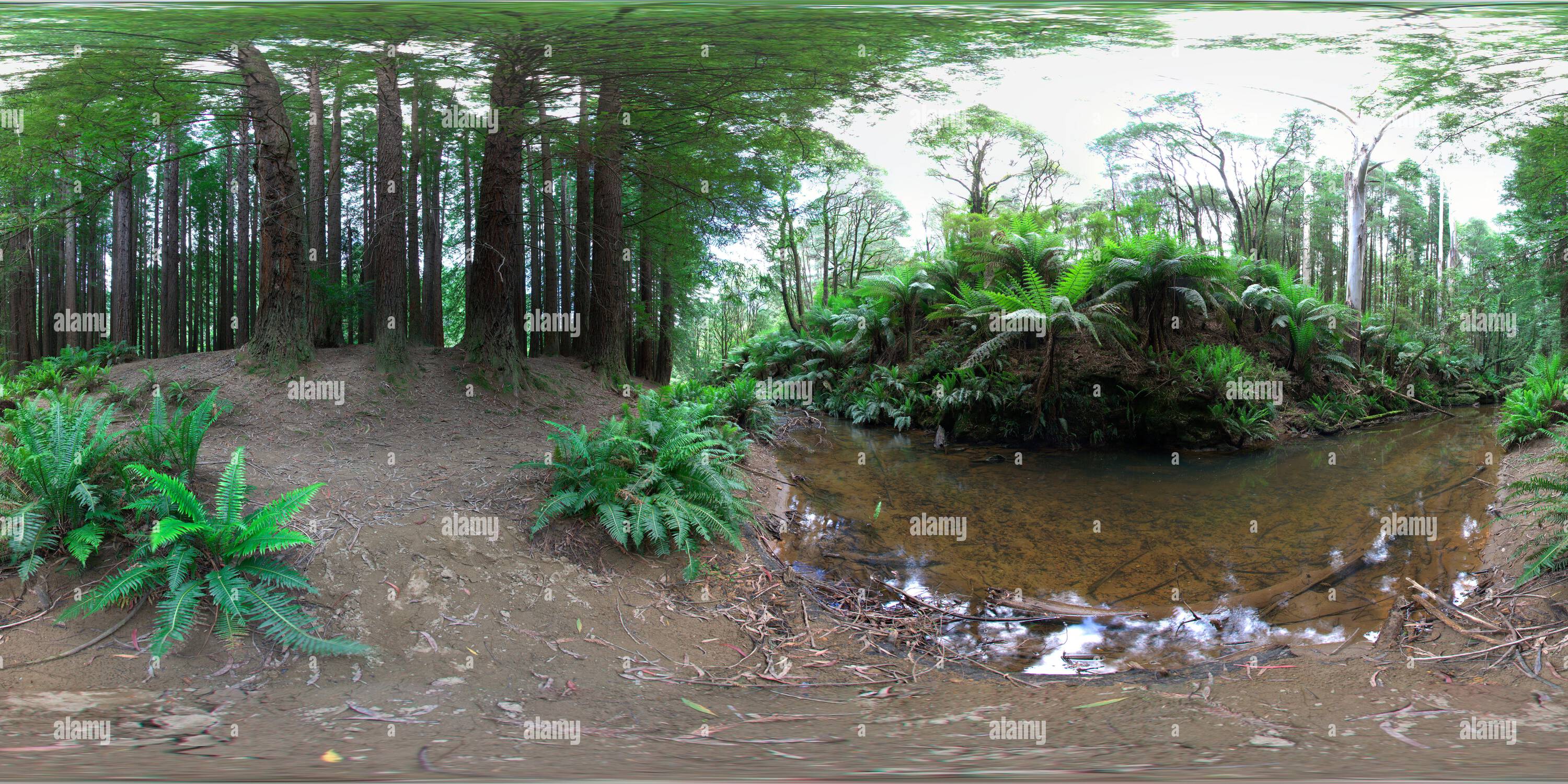 Vue panoramique à 360° de 360 vue panoramique des séquoias californiens plantés en 1936 près de la forêt de Beech Otway Ranges Victoria Australie