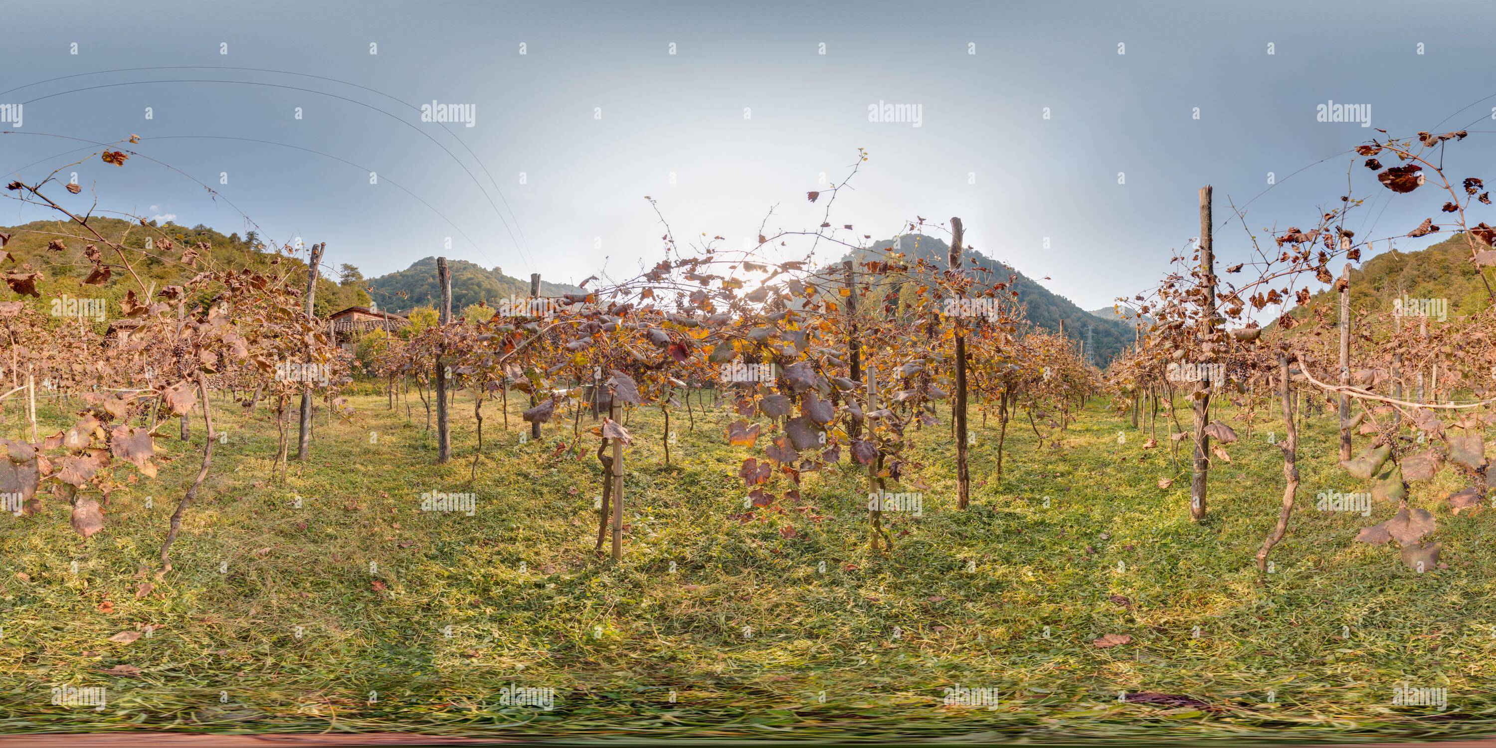 Vue panoramique à 360° de Vignoble avec raisin en automne dans les montagnes beau fond. Image avec 3D panorama sphérique avec un angle de vue de 360 degrés. Prêt pour la virtualisation