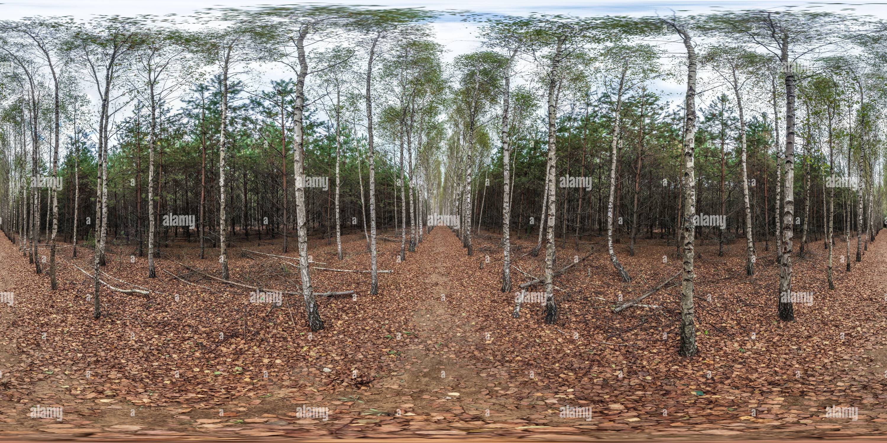 Vue panoramique à 360° de Chemin panoramique hdri 360 sans couture à travers la ruelle de bouleau parmi la forêt de pins d'automne en projection équirectangulaire, contenu VR,