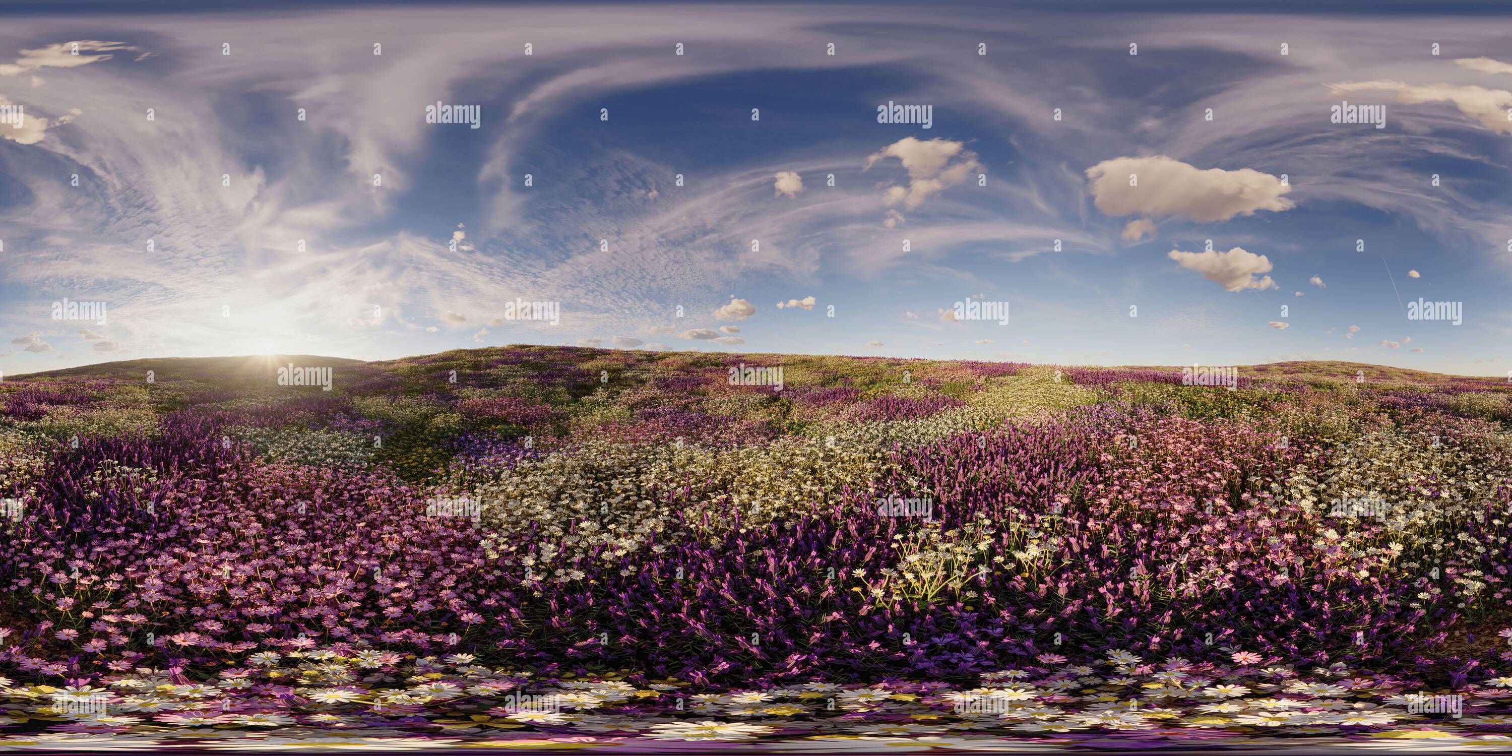 Vue panoramique à 360° de Une prairie de fleurs, le matin, 360° image panoramique équirectangulaire, rendu réaliste 3D