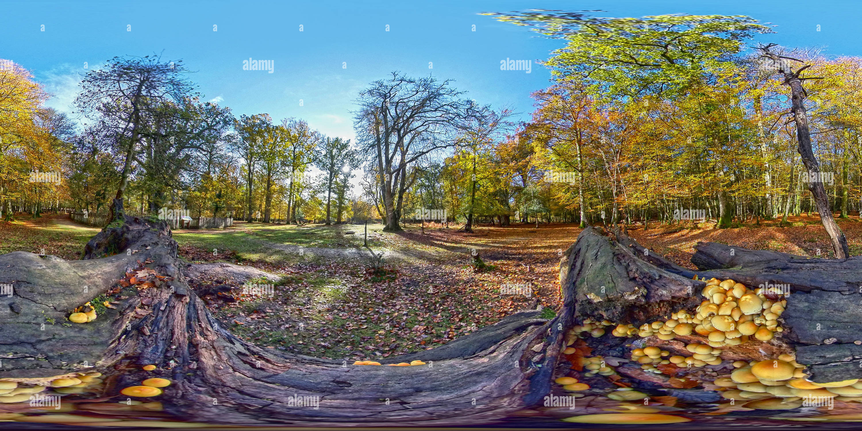 Vue panoramique à 360° de Champignons sur l'arbre tombé dans le bois de Knightwood Chêne enfermer dans le Parc national de New Forest