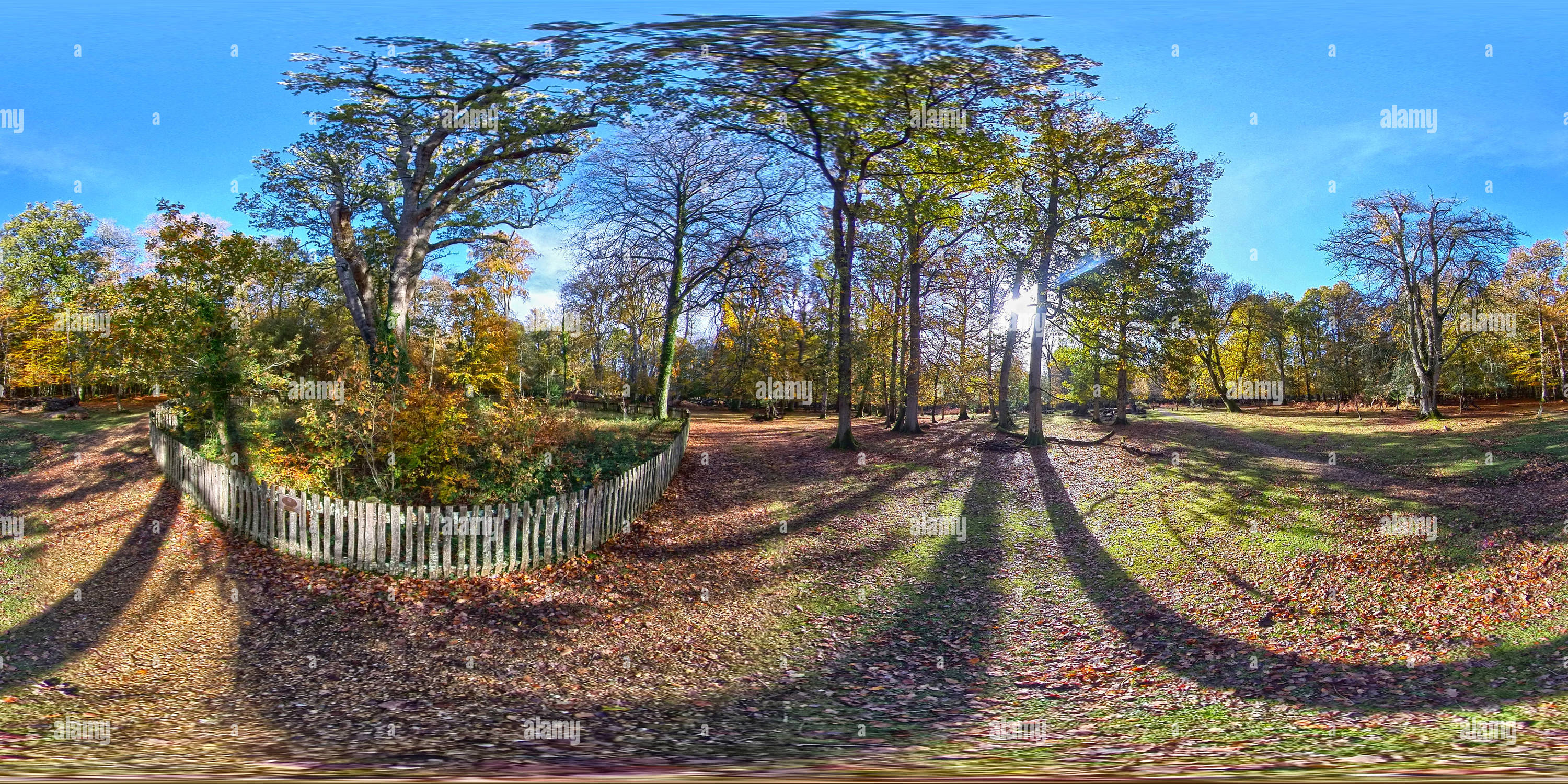 Vue panoramique à 360° de Fermeture de Knightwood Oak dans le parc national de New Forest