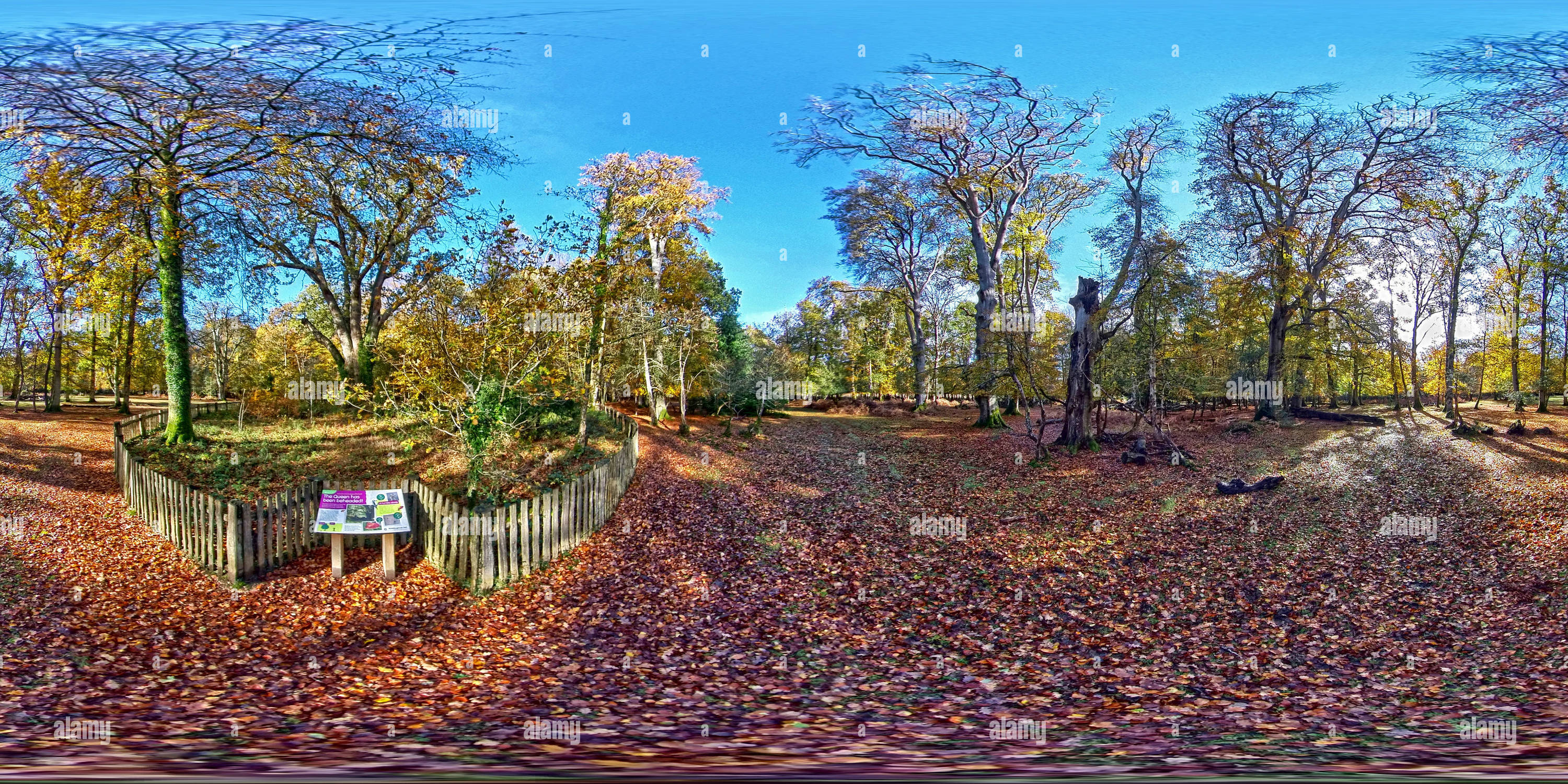 Vue panoramique à 360° de Fermeture de Knightwood Oak dans le parc national de New Forest