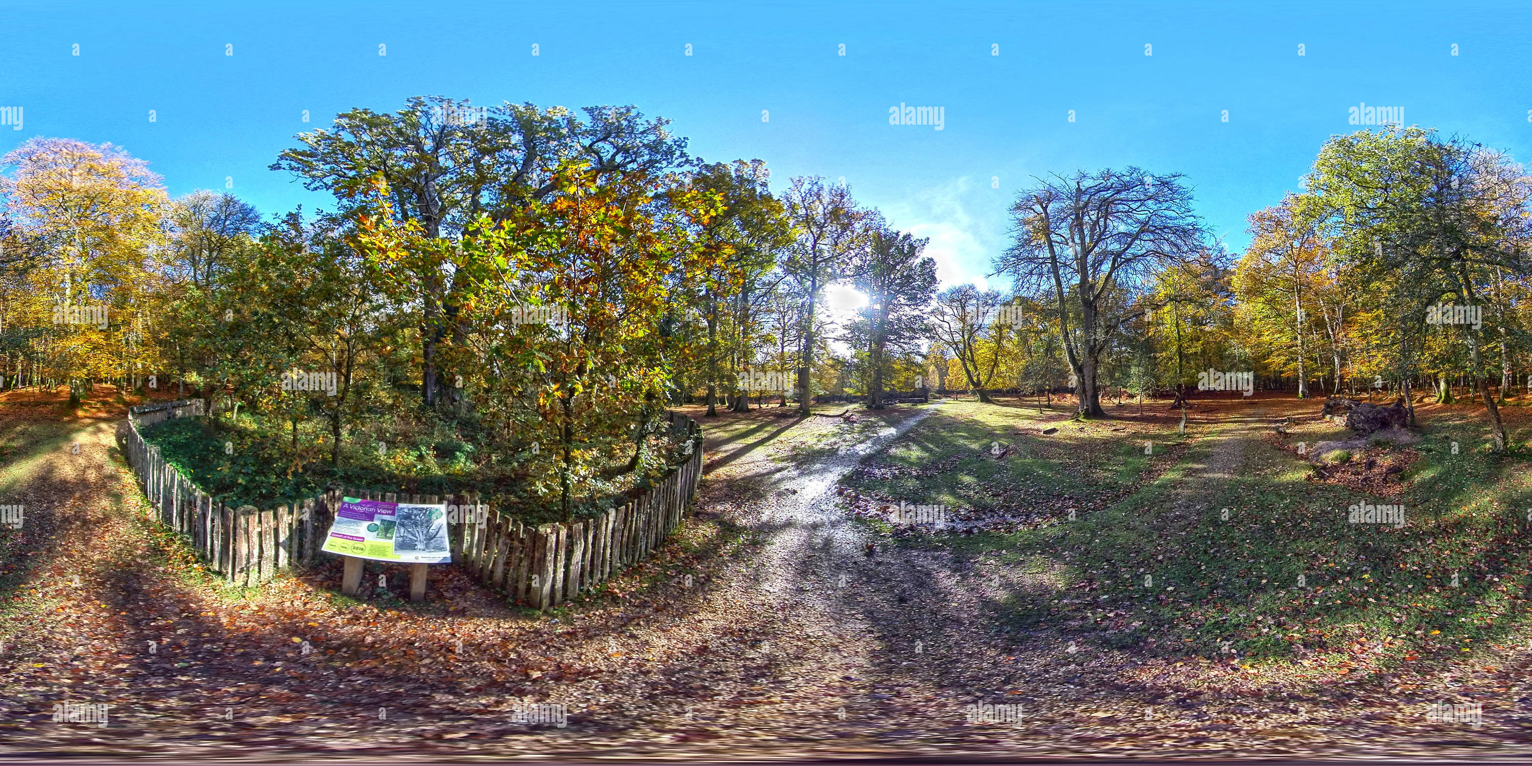 Vue panoramique à 360° de Fermeture de Knightwood Oak dans le parc national de New Forest