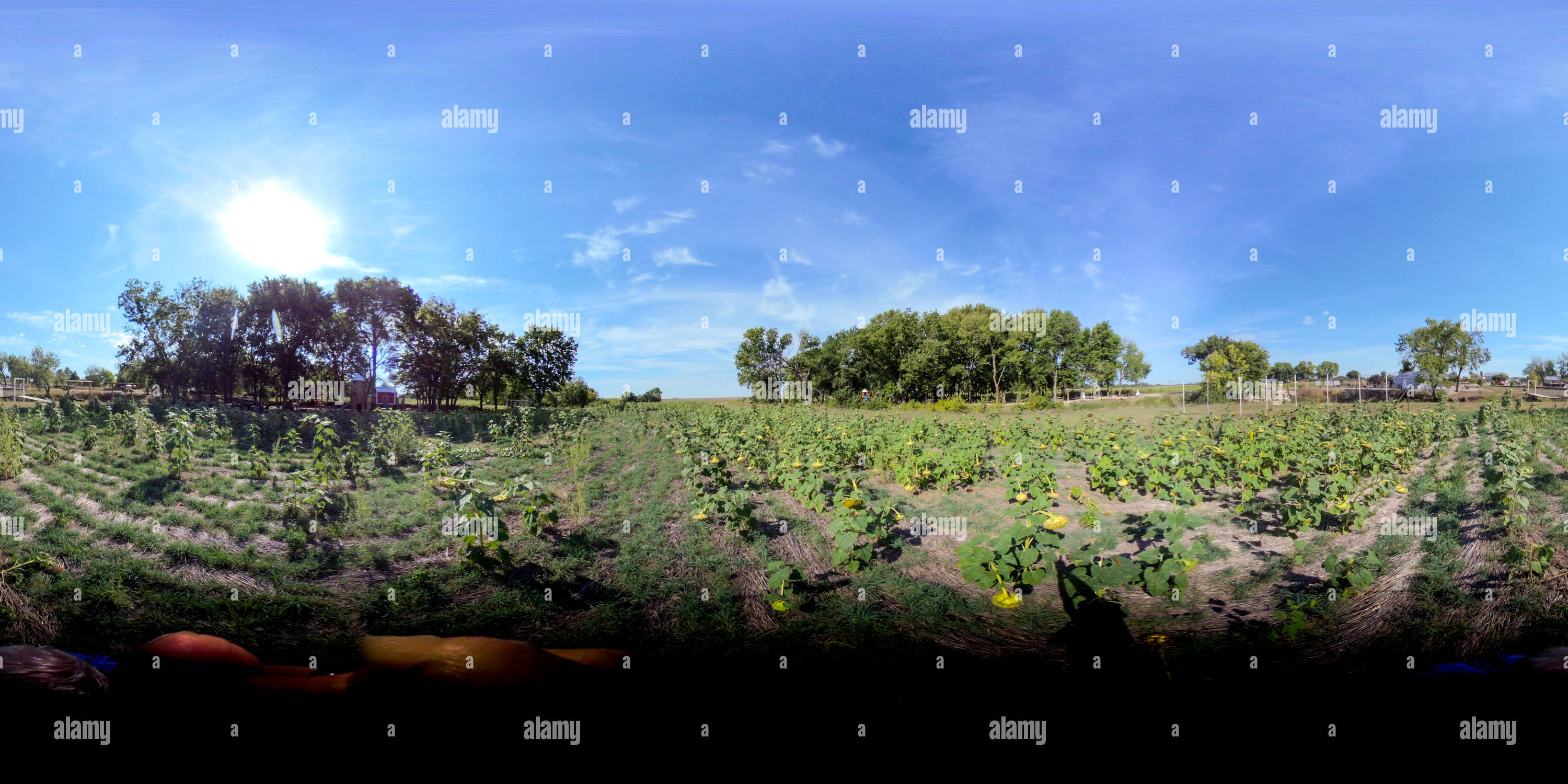 Vue panoramique à 360° de Tournesols Burns, Kansas