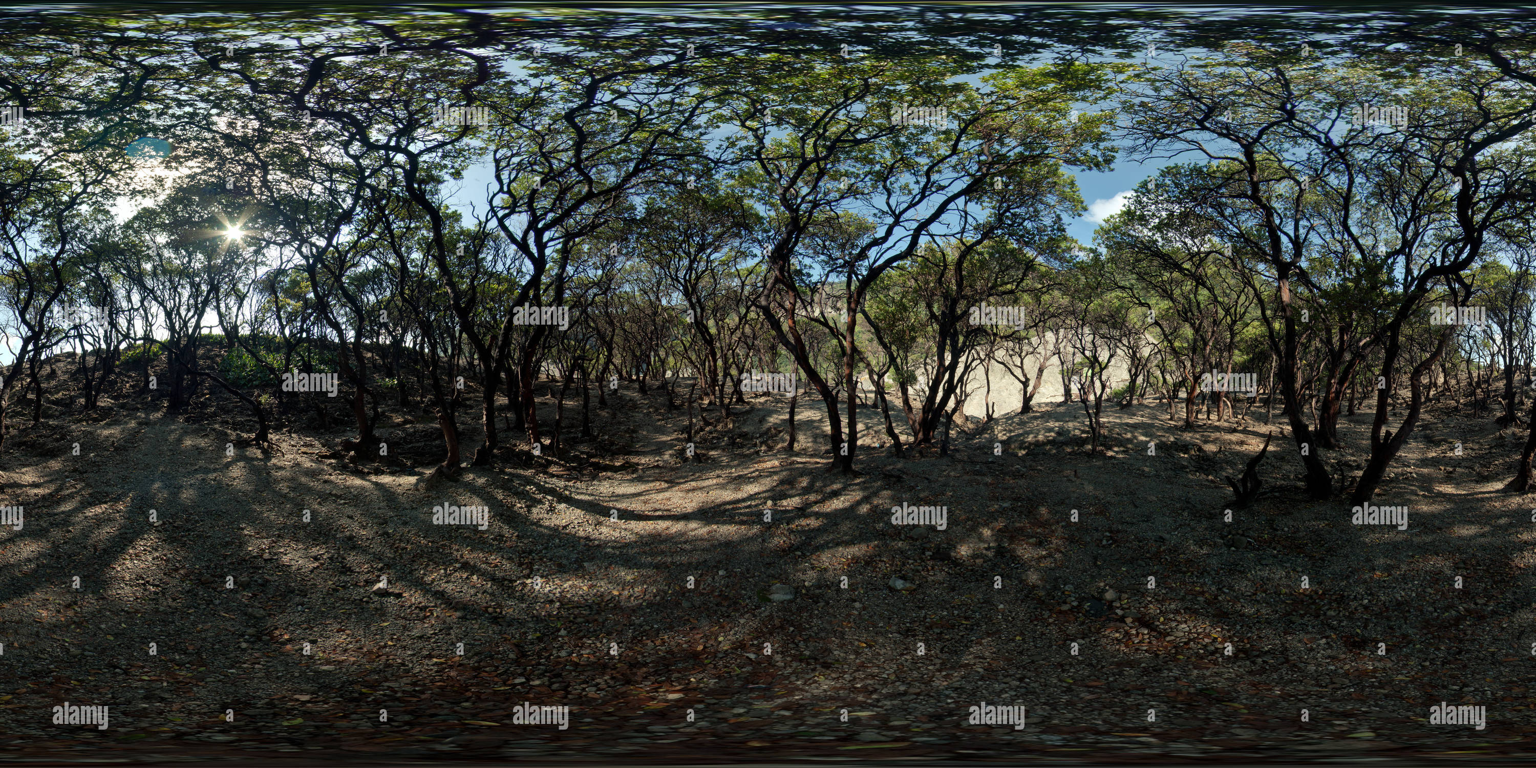 Vue panoramique à 360° de Arbres le long du bord, Tangkuban Perahu