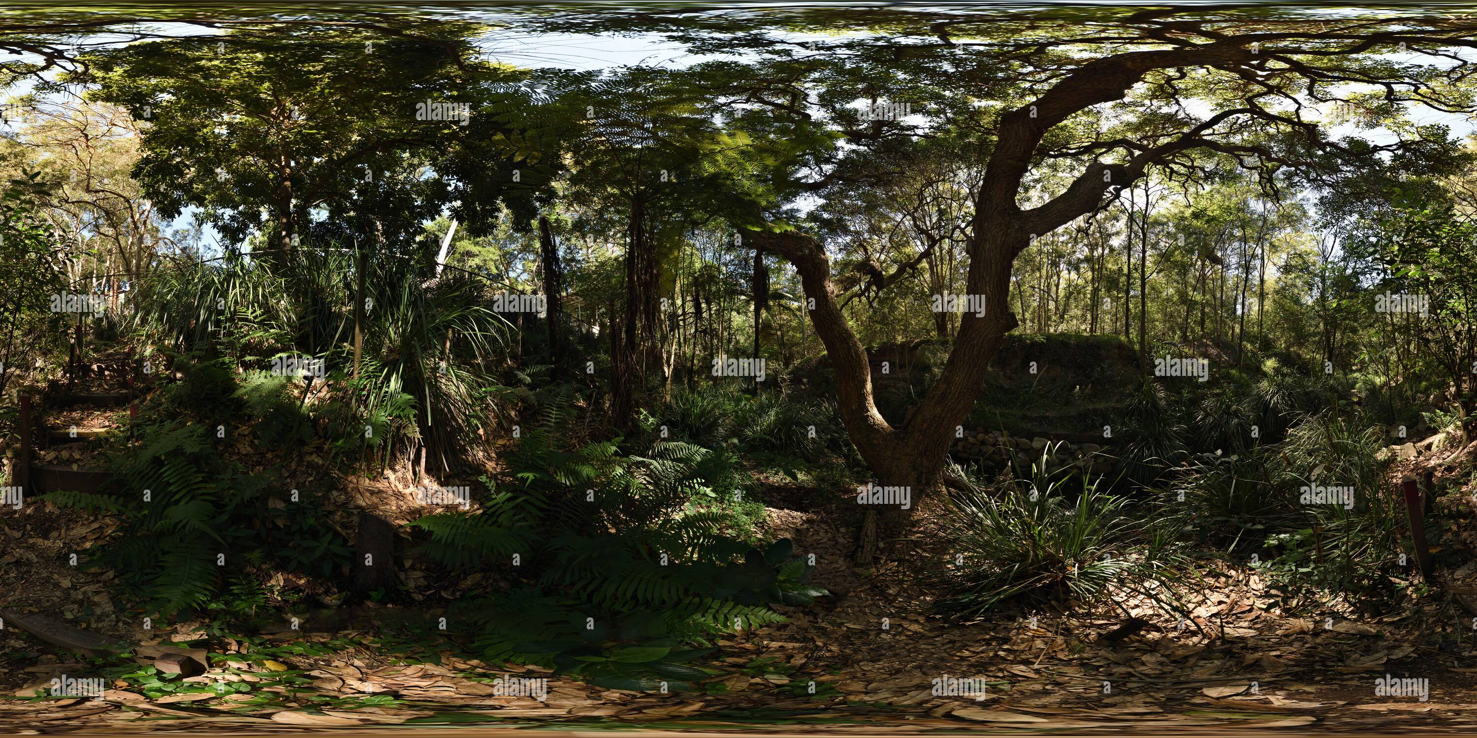 Vue panoramique à 360° de Encourager la biodiversité par la régénération des broussailles, fougères, fougères, graminées le long de Perrin Creek, réserve de brousse de Seven Hills, Brisbane, Australie